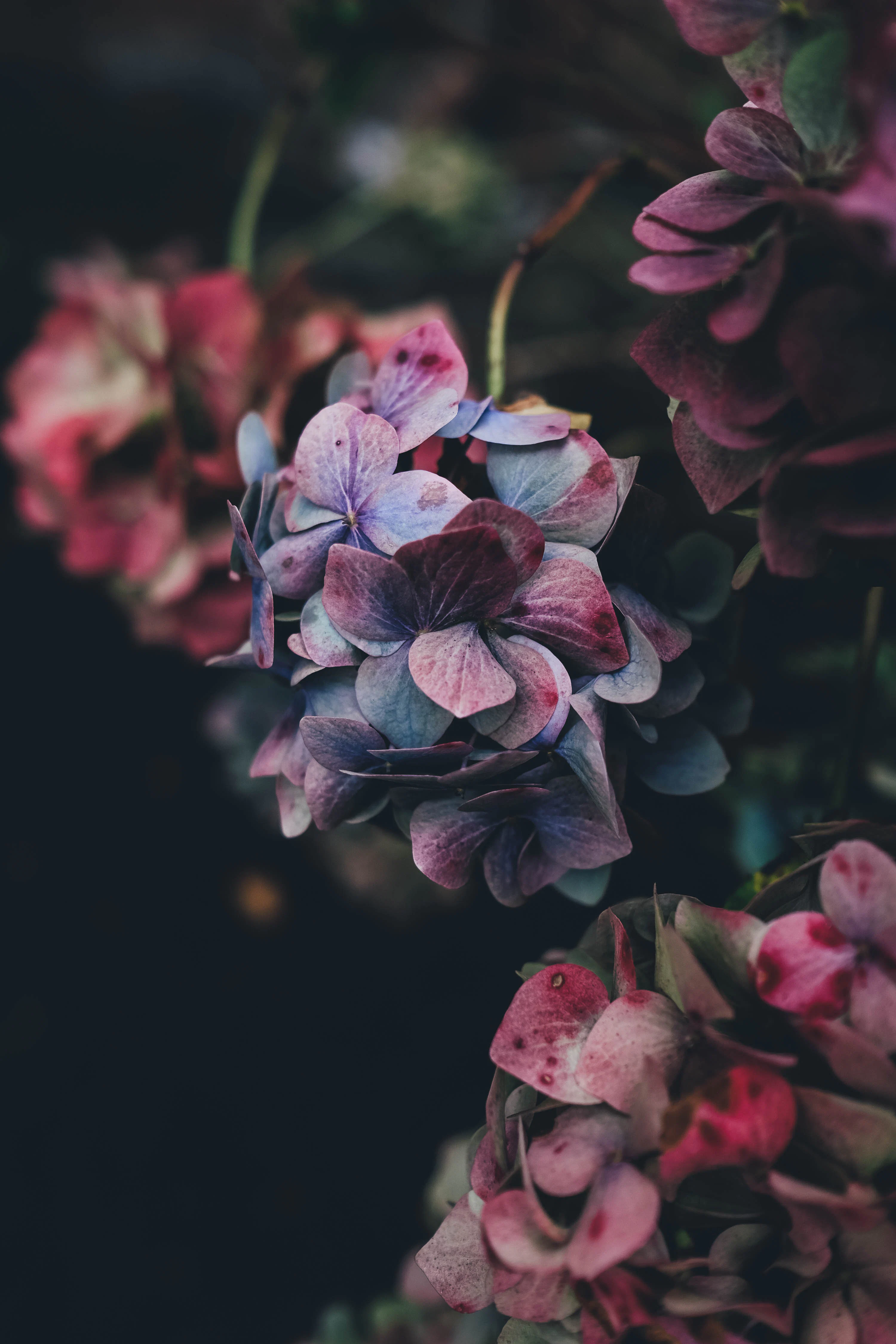 Floral Background Image: Download HD Background