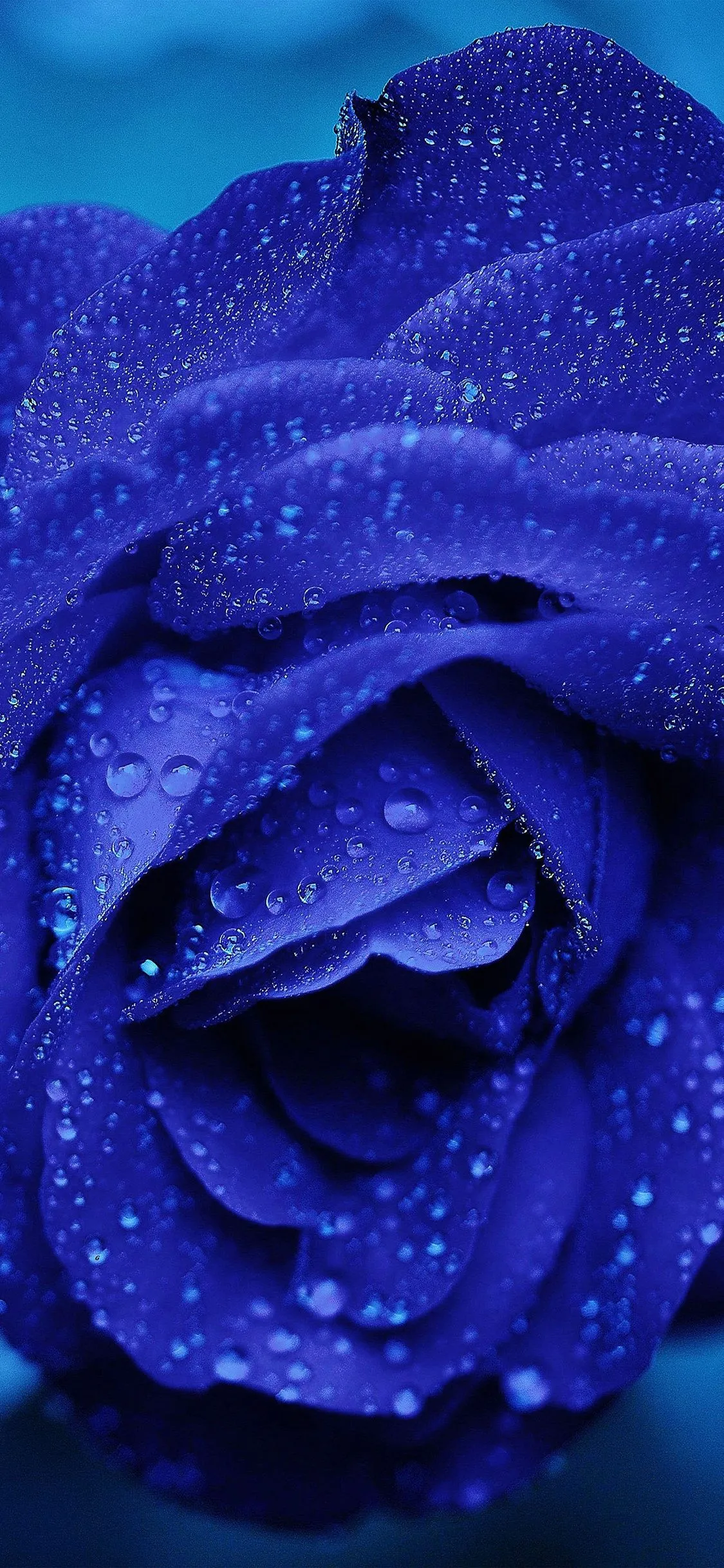 iPhone X wallpaper. rose flower blue rain bokeh zoom