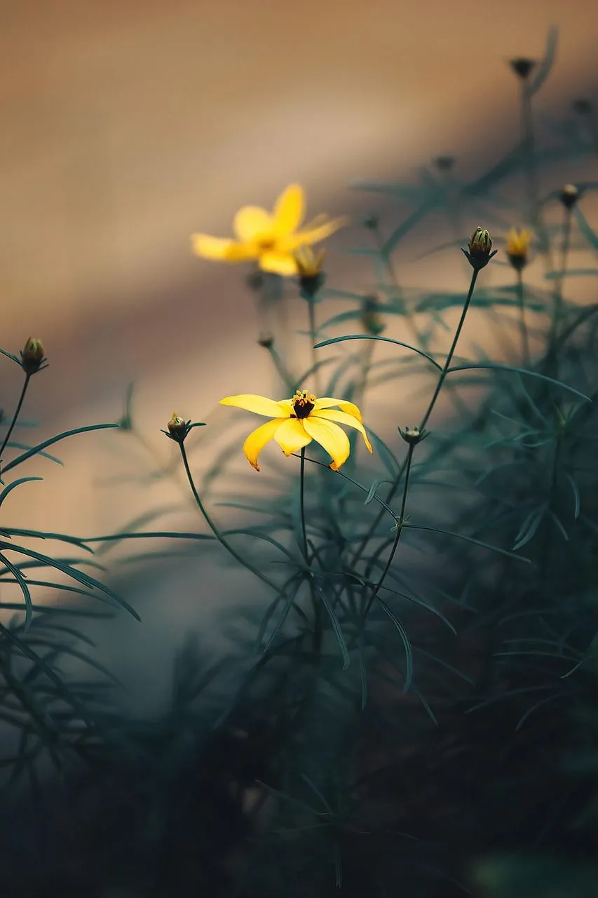 Yellow Flowers Garden Flower