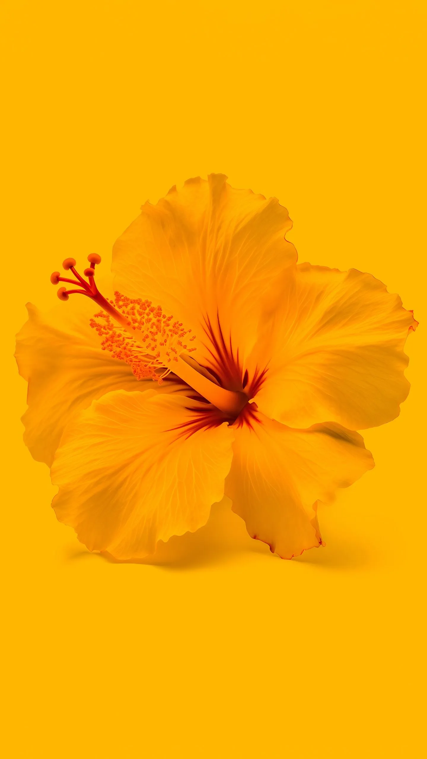 Hibiscus flowers Wallpaper 4K, Yellow flower, Yellow background
