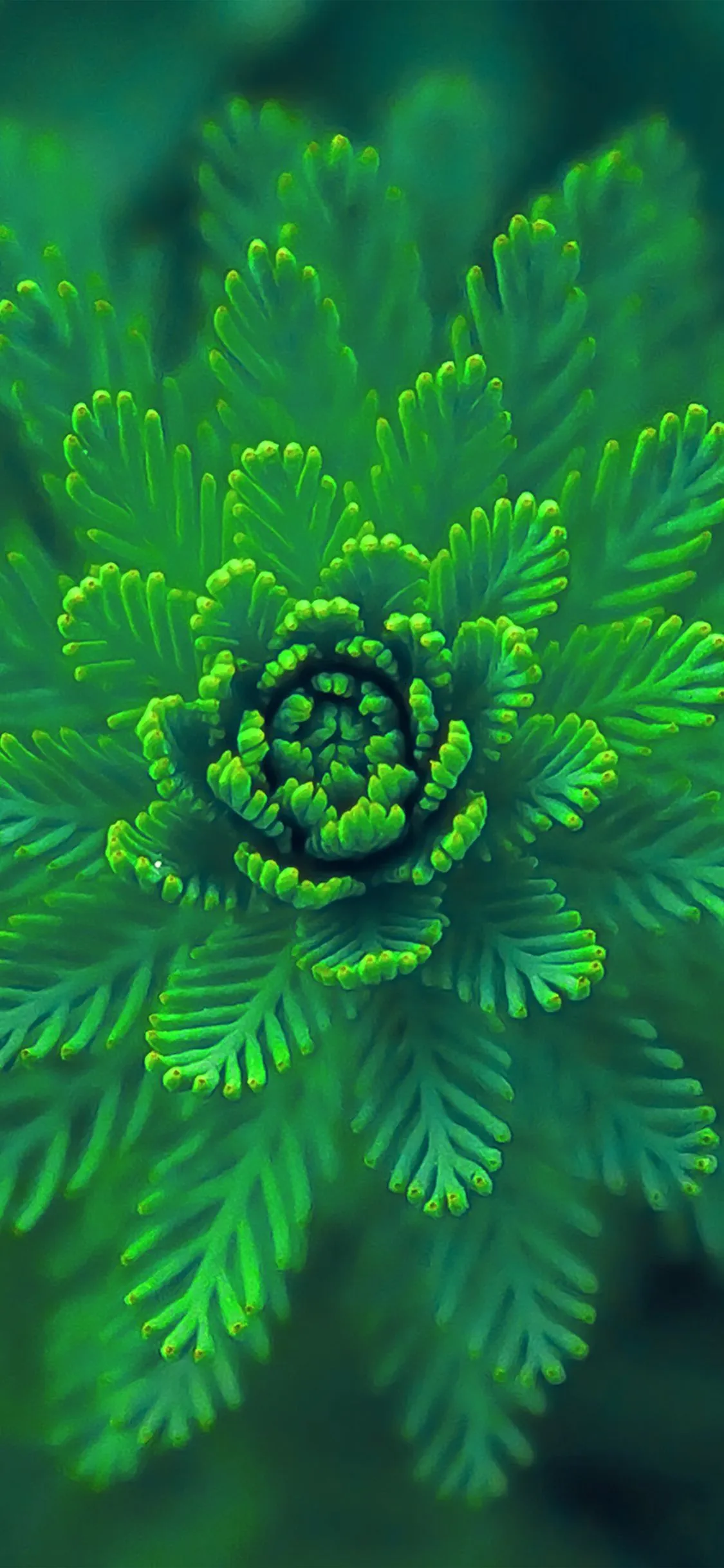 iPhone X wallpaper. flower green leaf nature blue