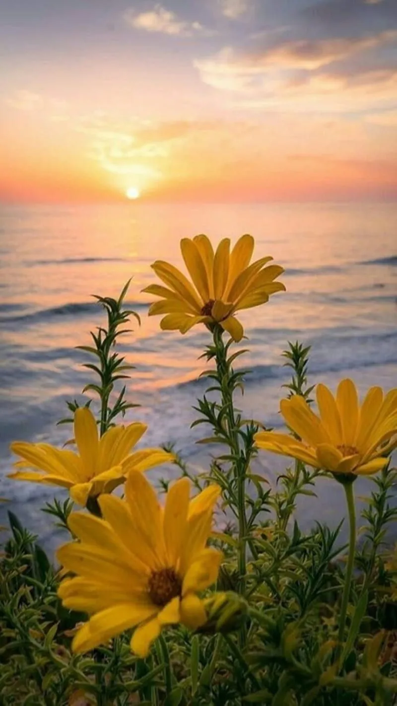 Yellow Flowers, nature, HD phone wallpaper
