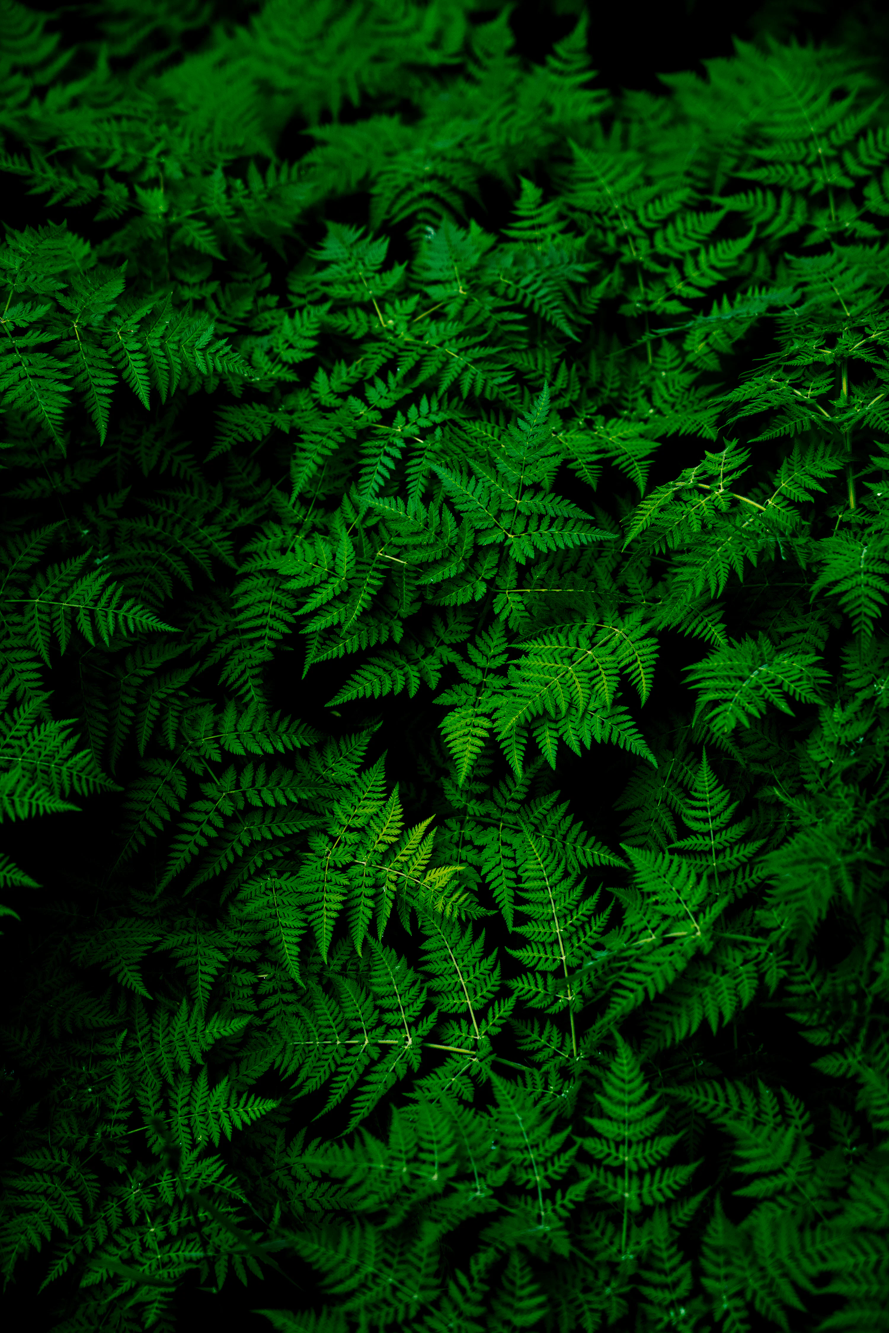 Green Wallpaper Picture Creators