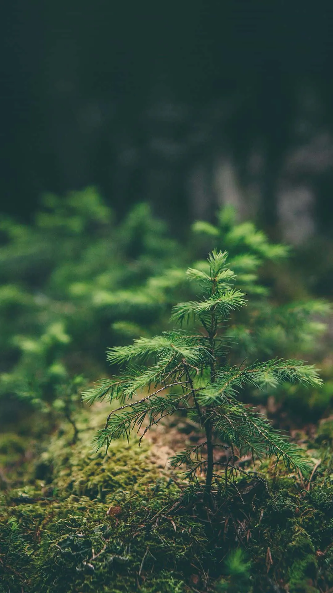 Green Nature iPhone Wallpaper