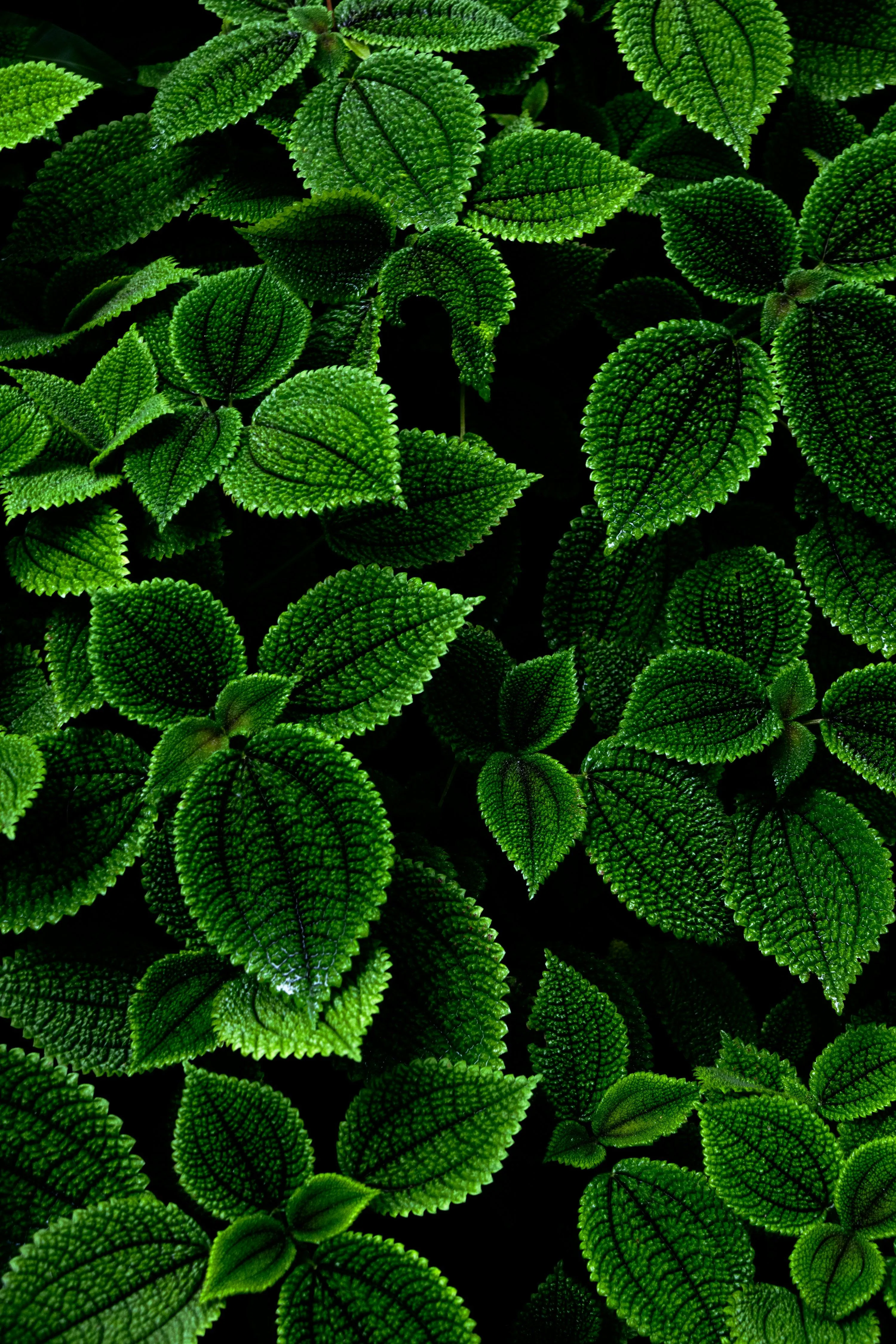 A group of green leaves photo