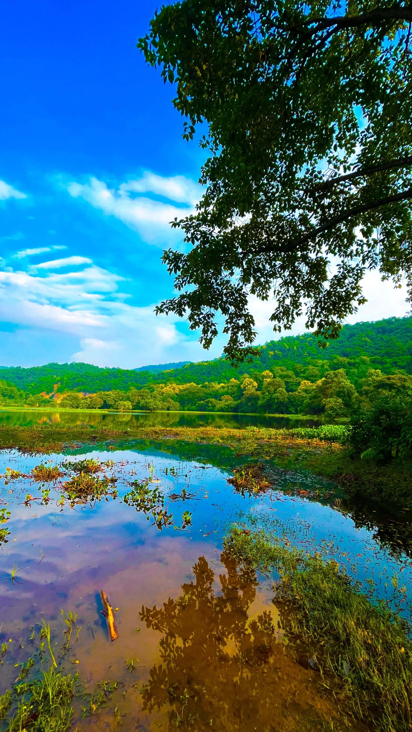 Lake Green Trees Blue Sky 4K Ultra HD Mobile Wallpaper for iPhone & Android