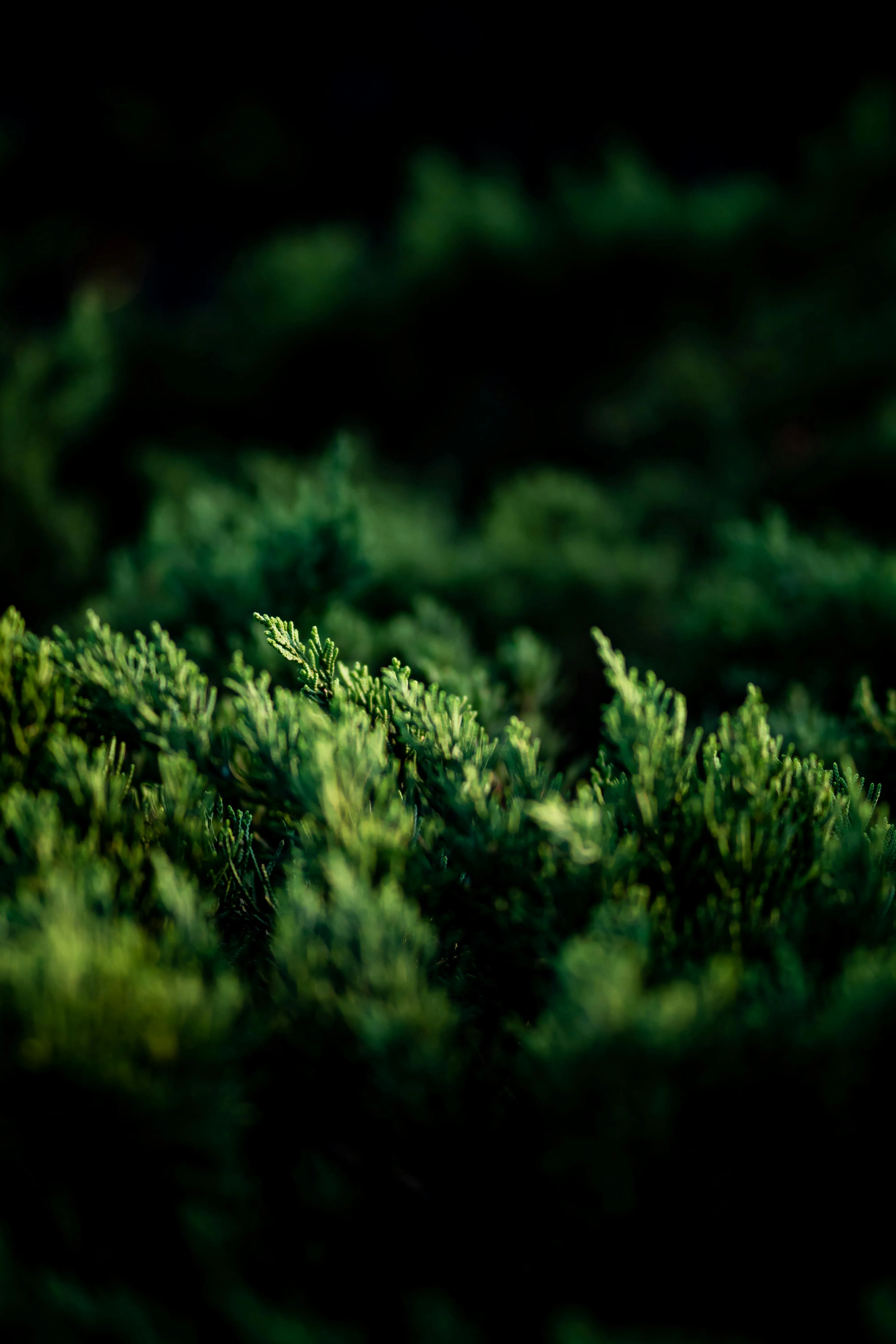 Lush Green Photo, Download The BEST Free Lush Green & HD Image