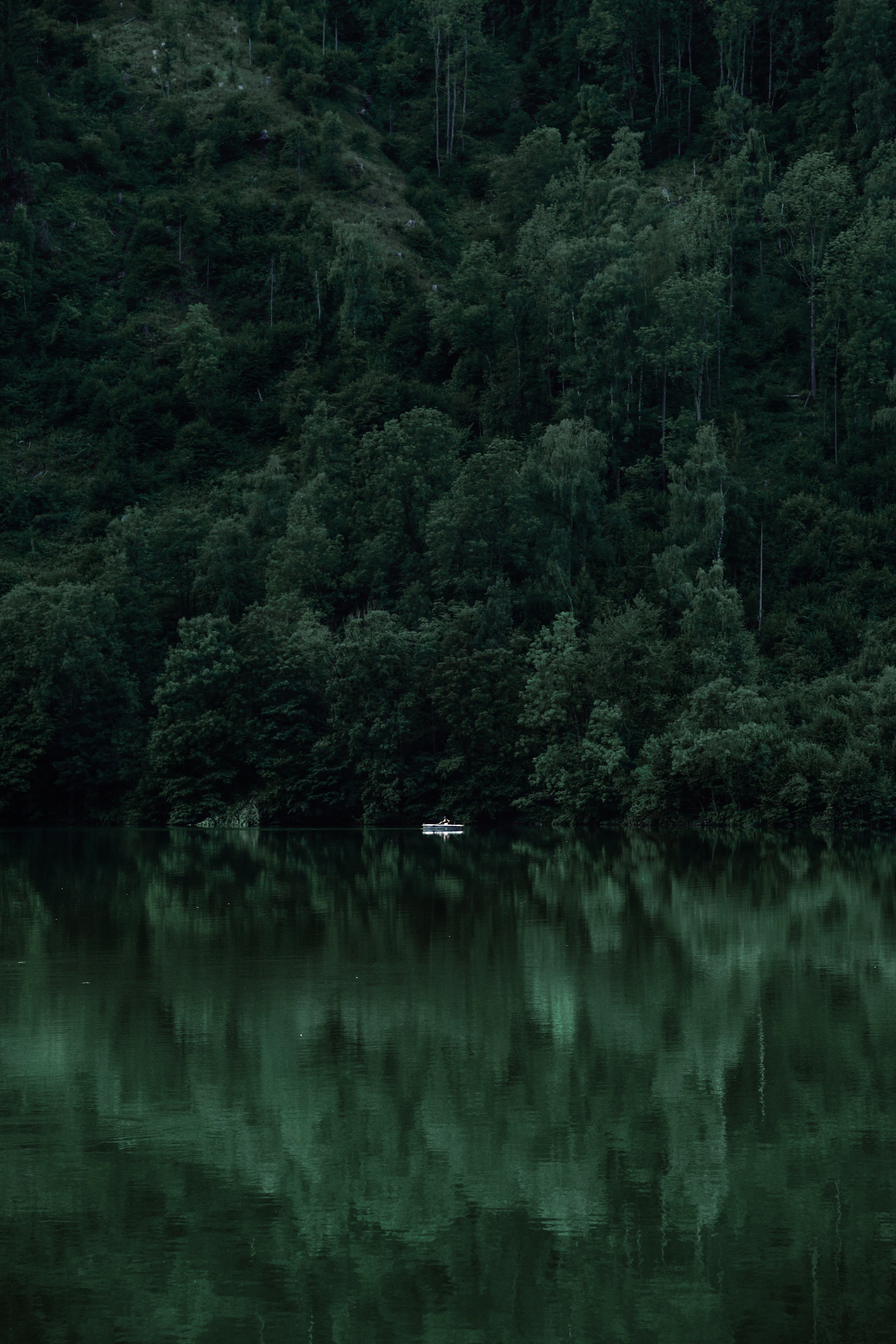 Green Forest Picture. Download Free Image