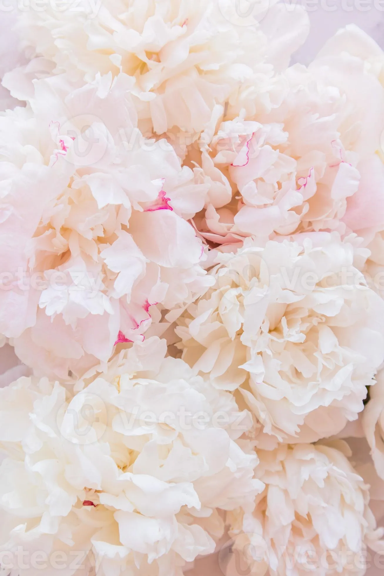 Beautiful festive vertical background with delicate garden peonies. postcard, wallpaper