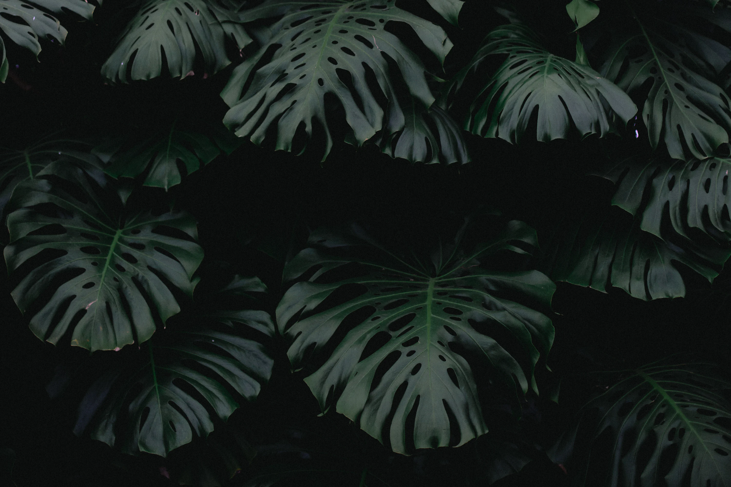 Dark Plant Picture. Download Free Image
