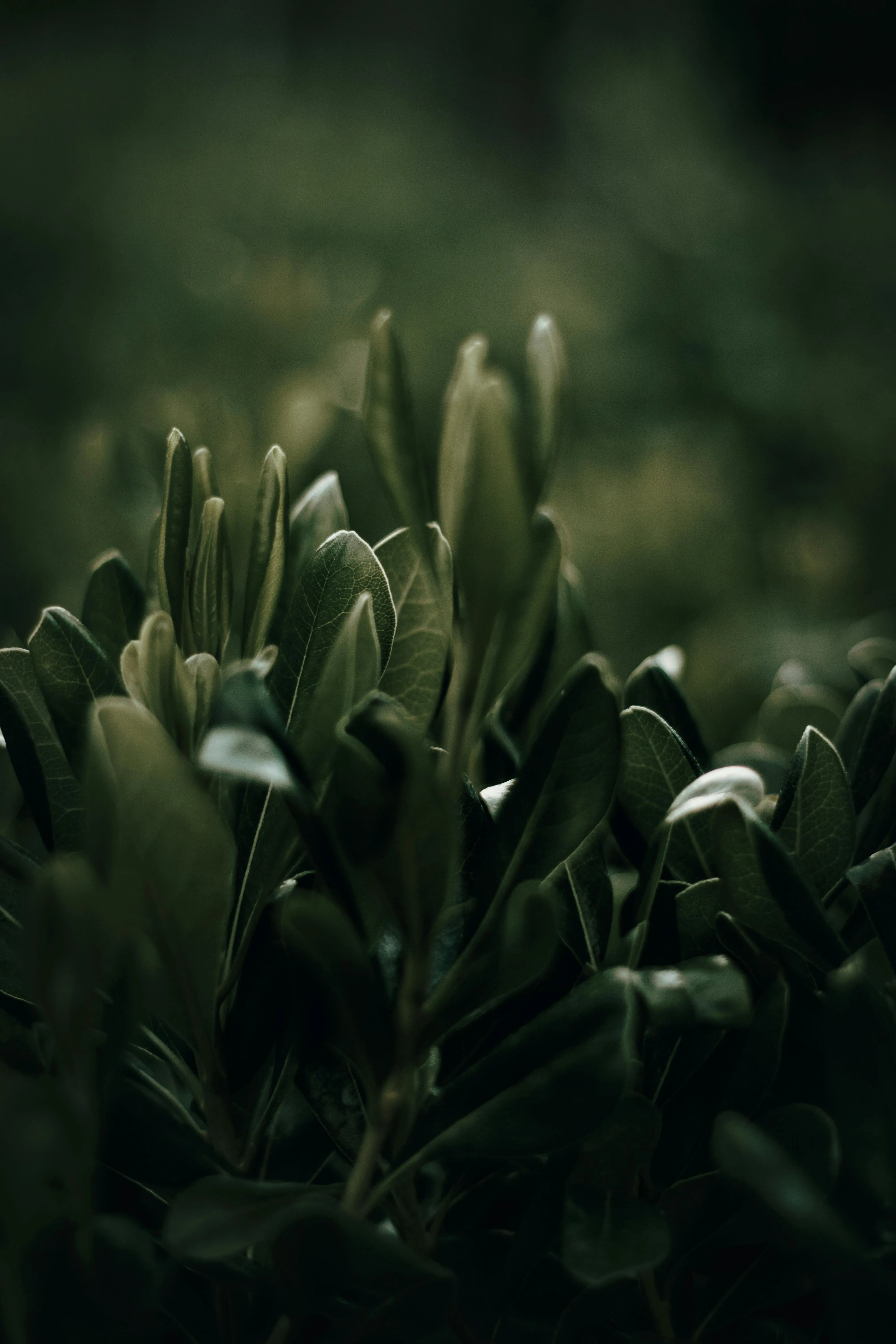 Dark Green Plants Photo, Download The BEST Free Dark Green Plants & HD Image
