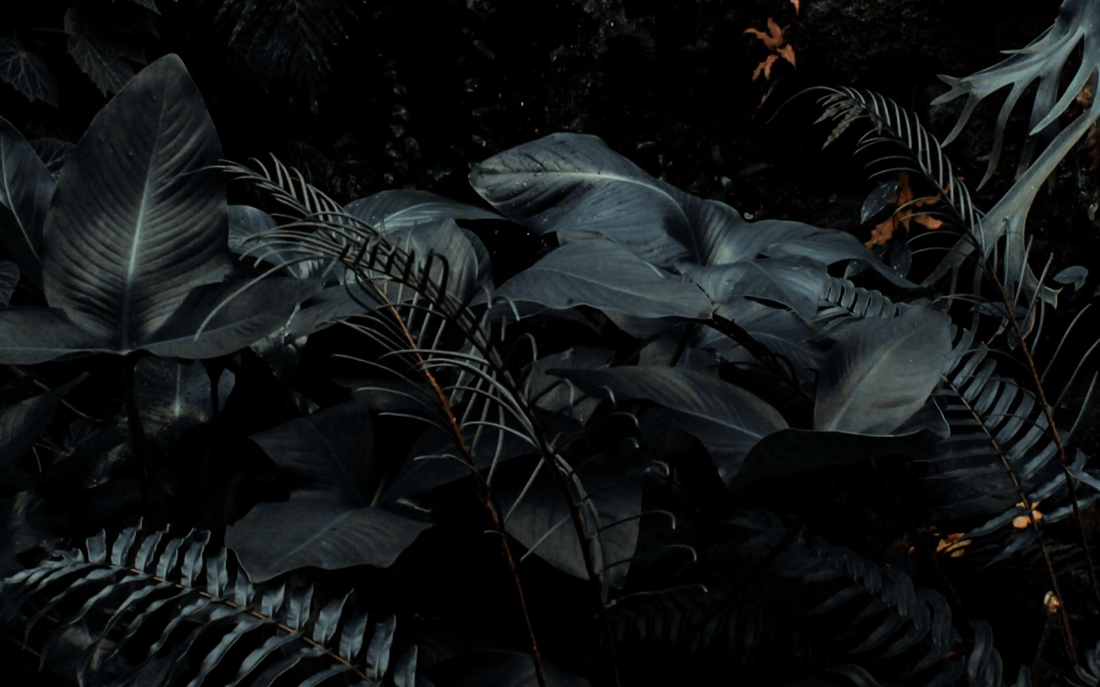 Download wallpaper 3840x2400 plants, tropical, fern, bushes, dark 4k ultra HD 16:10 HD background