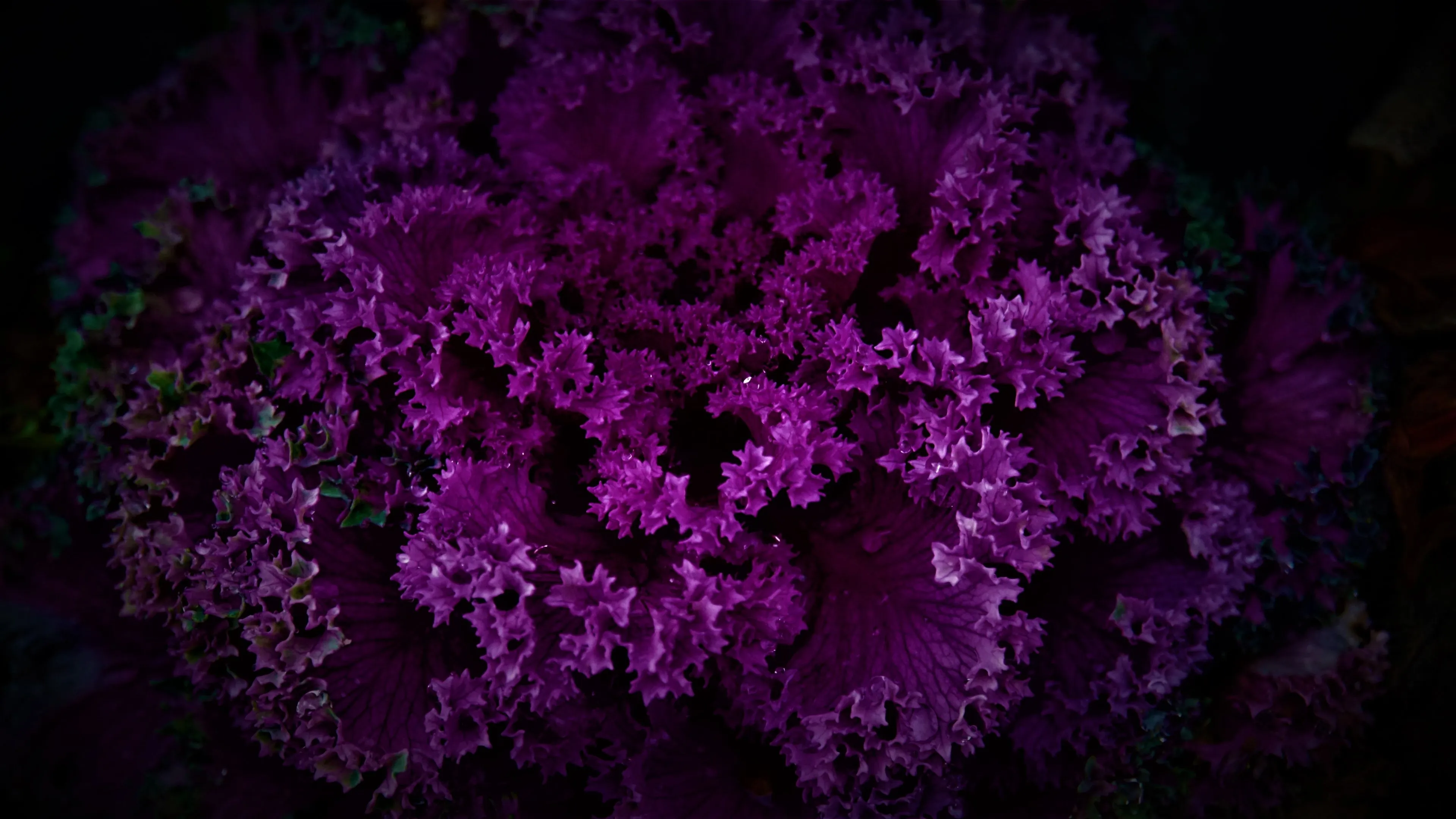 Purple Plant Wallpaper 4K, Dark background, Pattern