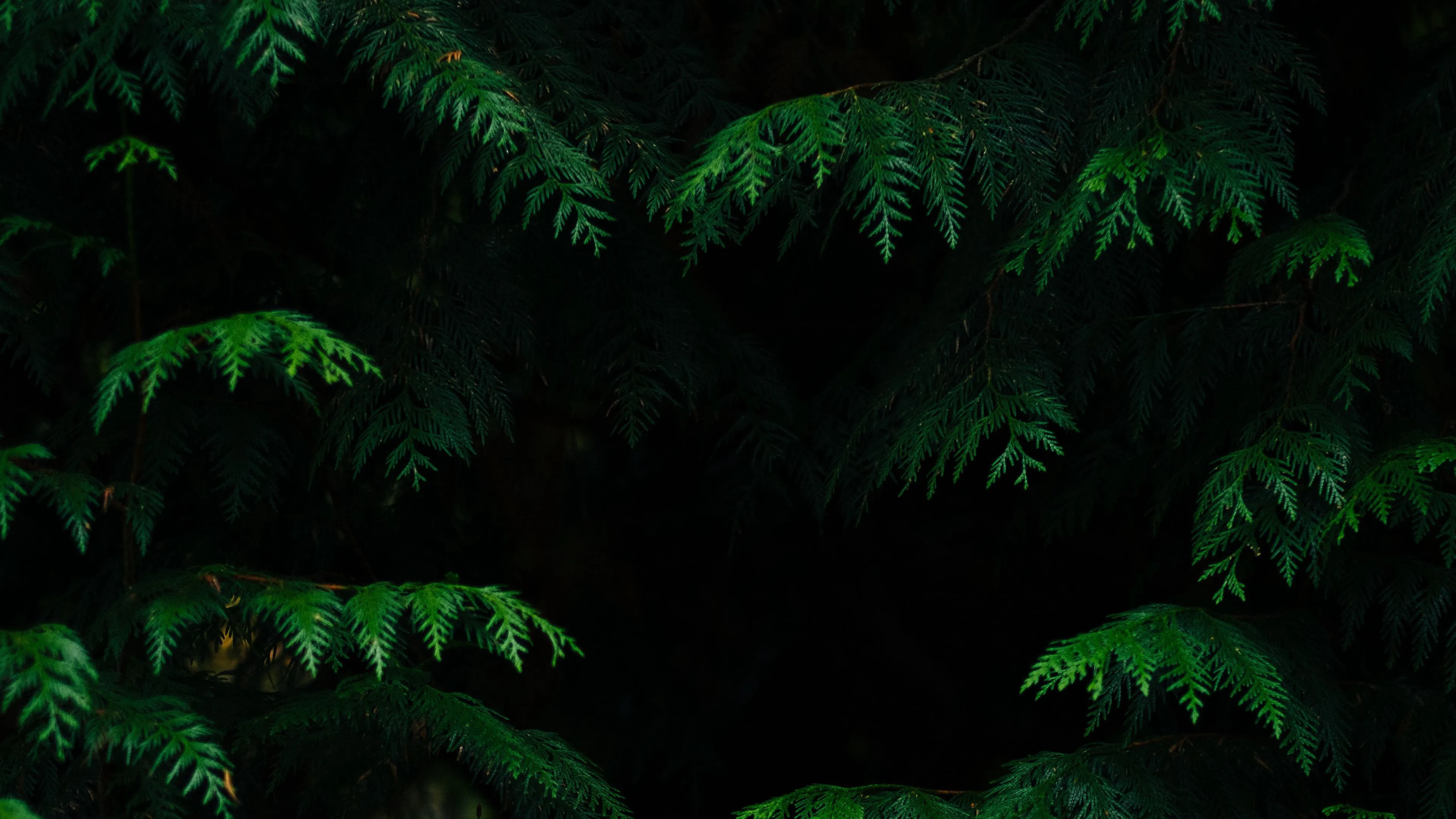 Download wallpaper 3840x2160 leaves, plant, dark, carved, branches 4k uhd 16:9 HD background