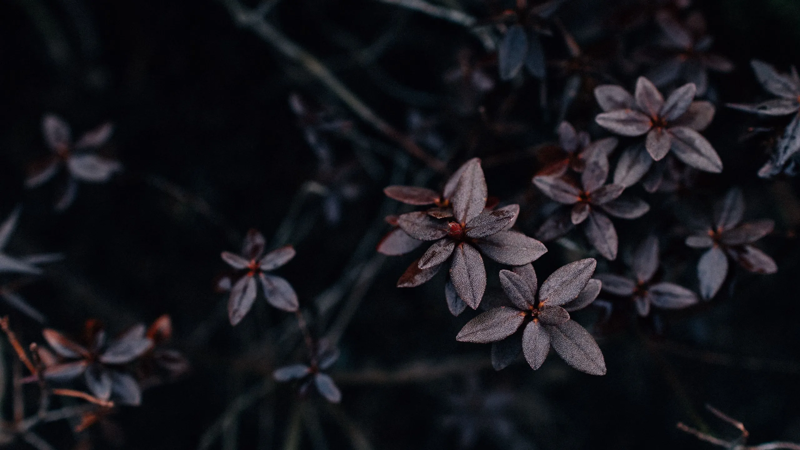 Download wallpaper 2560x1440 leaves, plant, dark, macro, vegetation widescreen 16:9 HD background