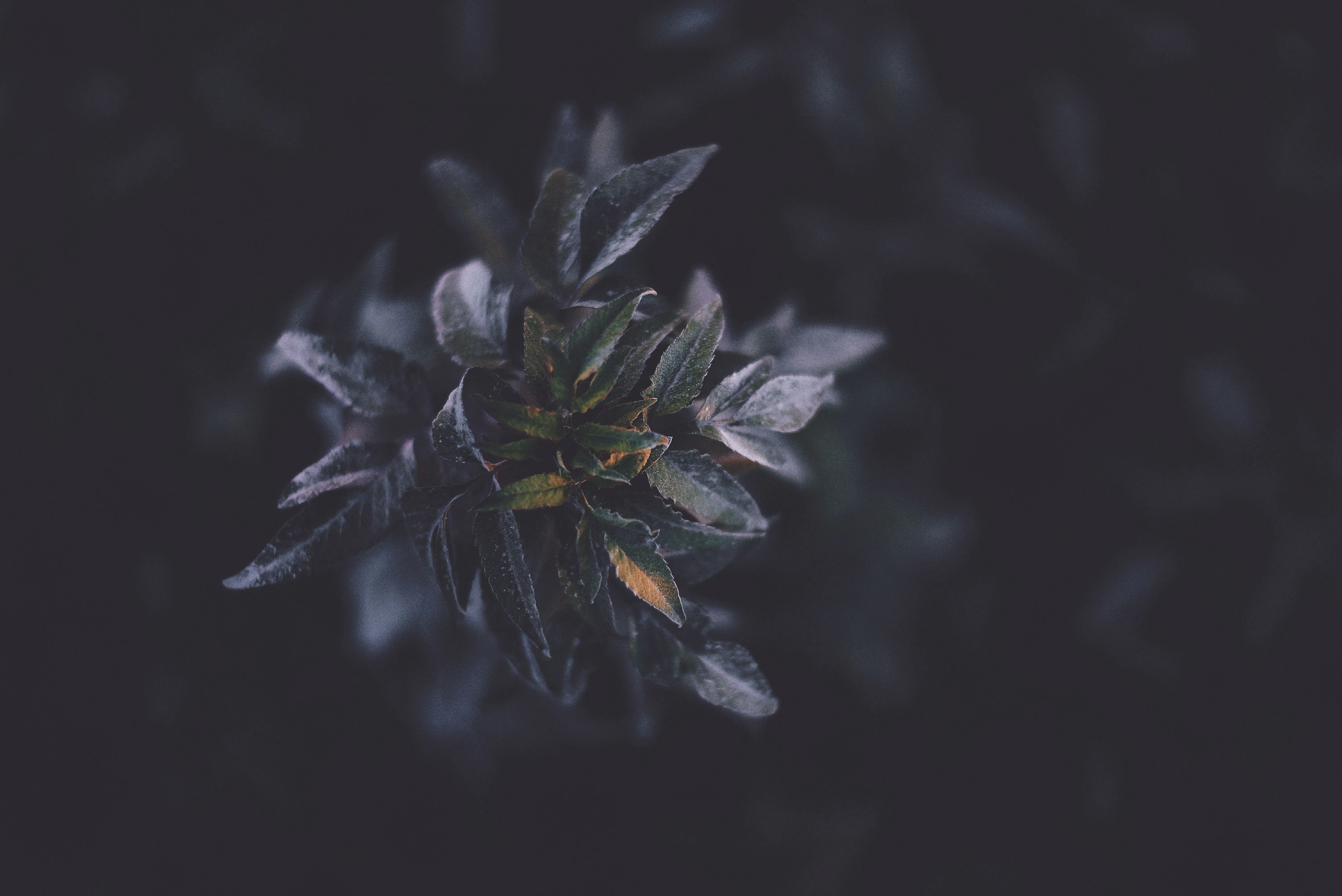 plants, foliage, dark Wallpaper, HD Nature 4K Wallpaper, Image and Background