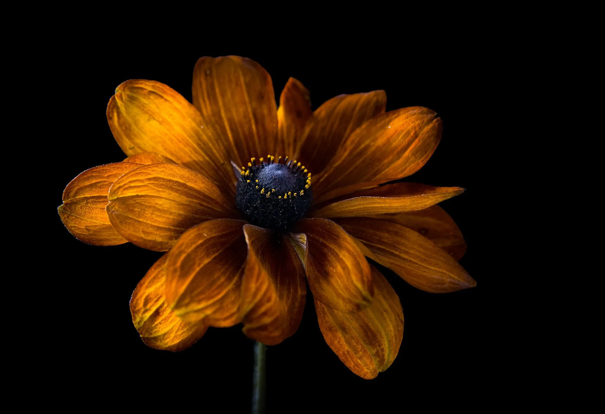 Dark Flowers Plants Wallpaper, HD Flowers 4K Wallpaper, Image and Background