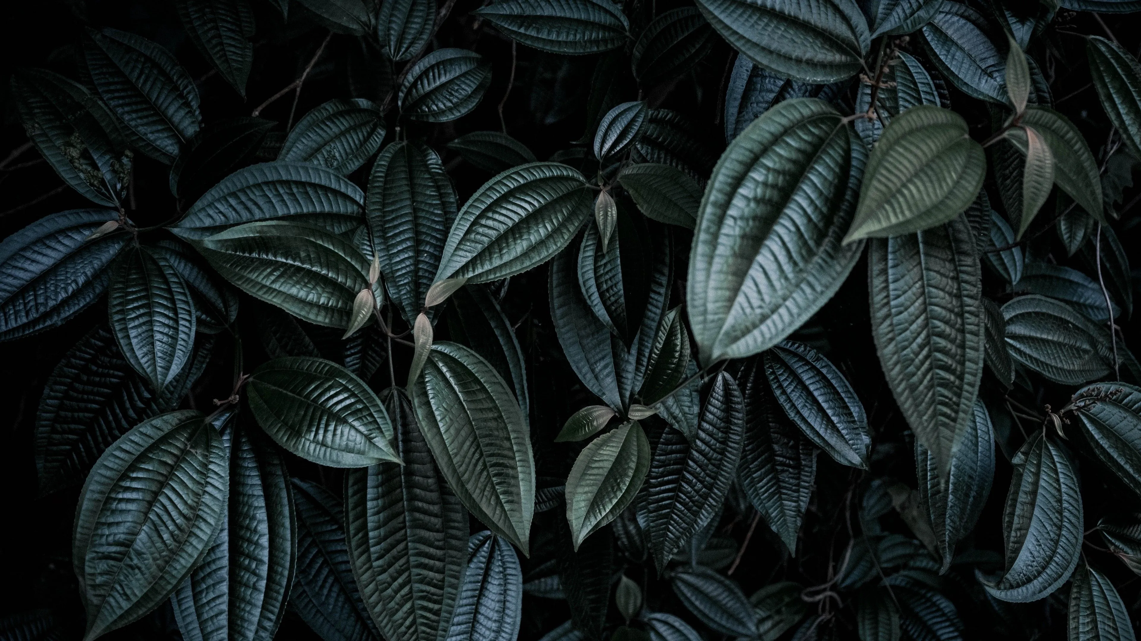 Leaves, Plant, Branches, Dark 4K, HD Wallpaper