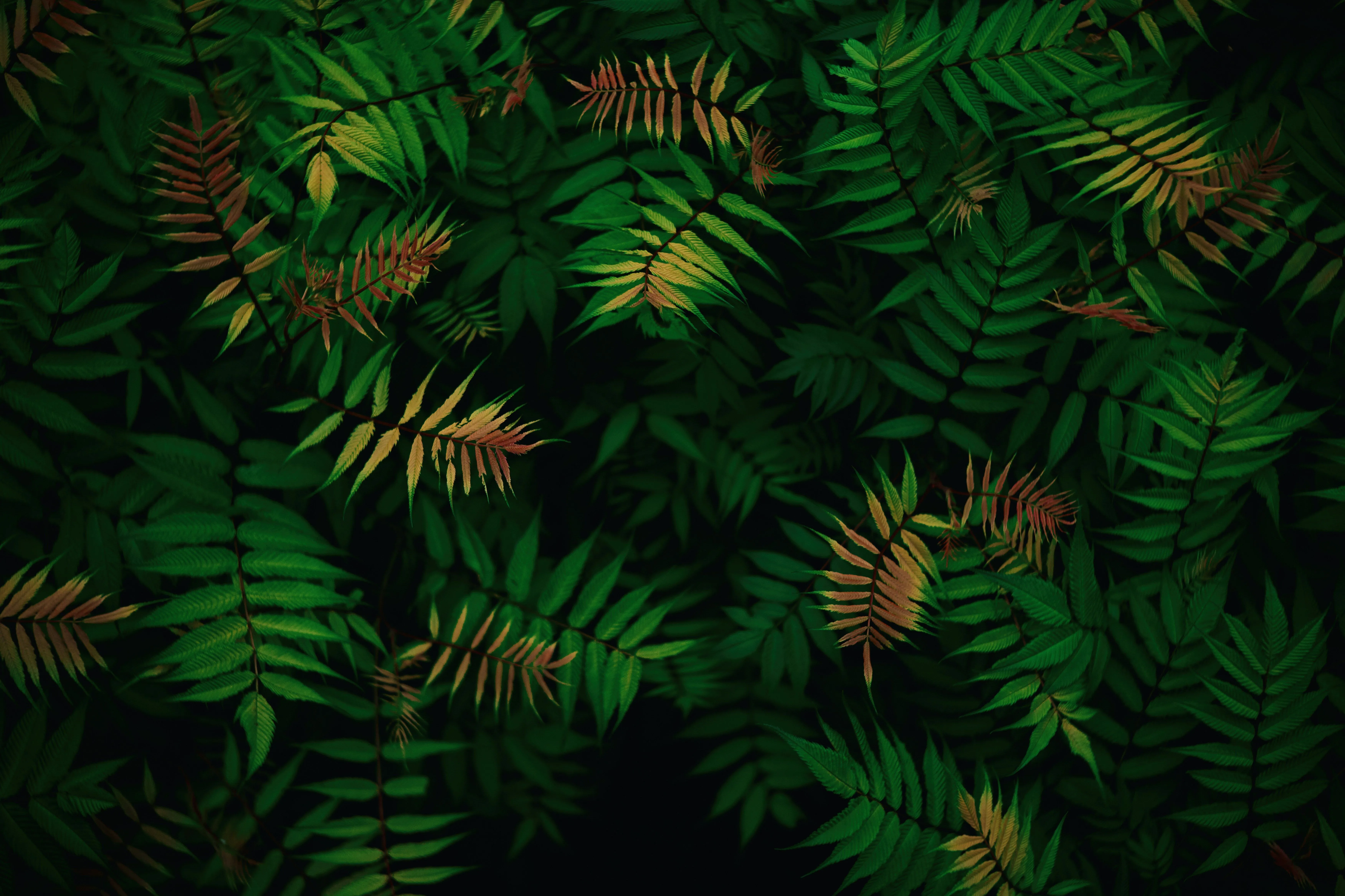 Green leaves Wallpaper 4K, Foliage, Dark green, Tropical