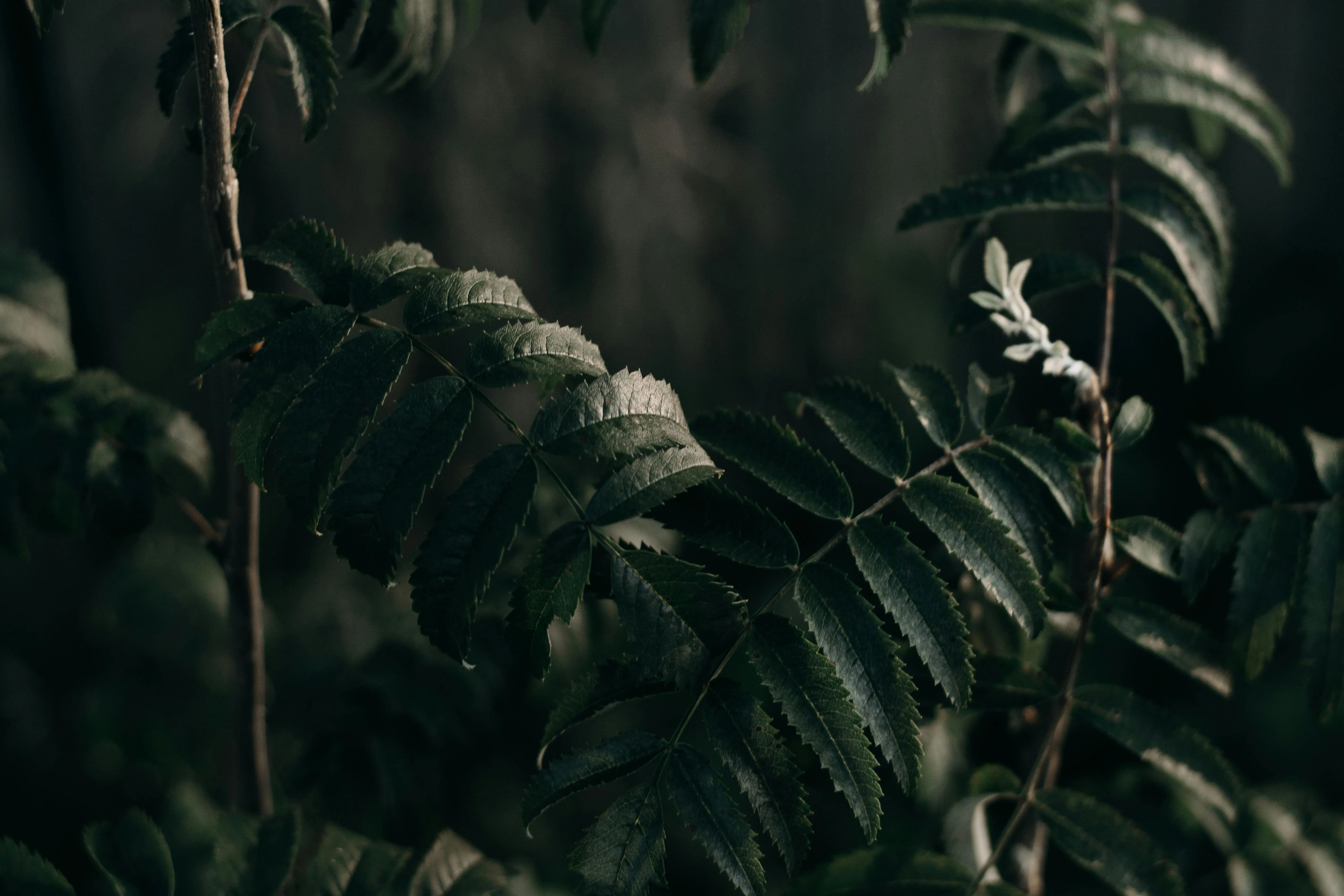 Dark Green Plants Photo, Download The BEST Free Dark Green Plants & HD Image