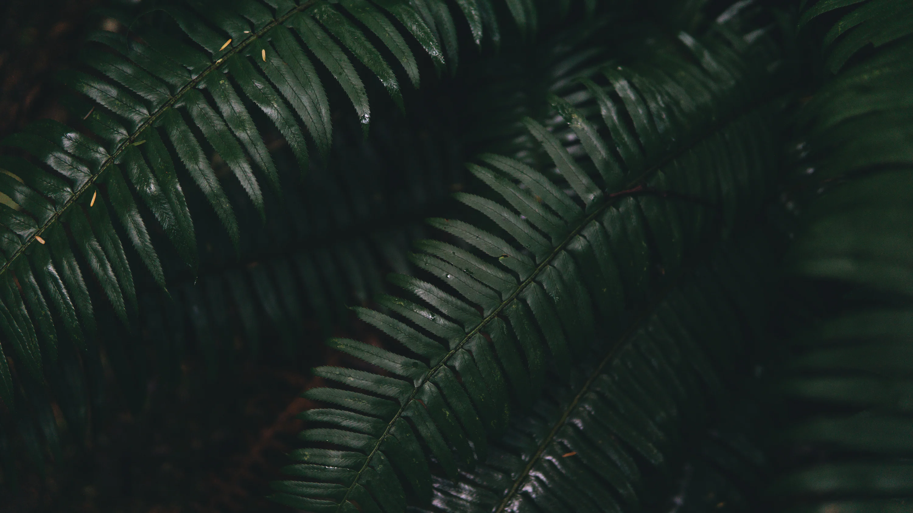 Dark Plant Picture. Download Free Image