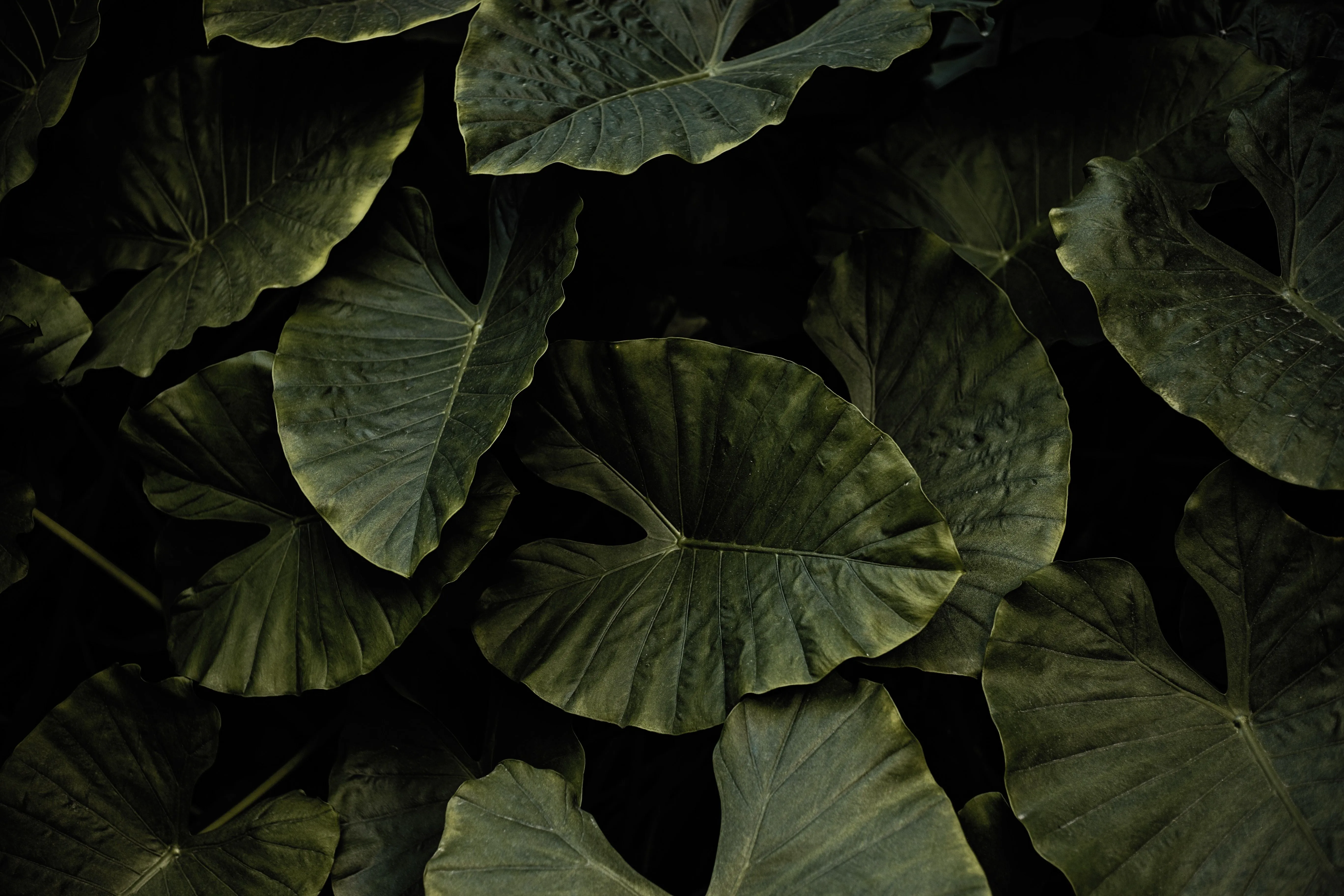 Wallpaper Leaf, Black, Green, Flower, Plant, Background Free Image