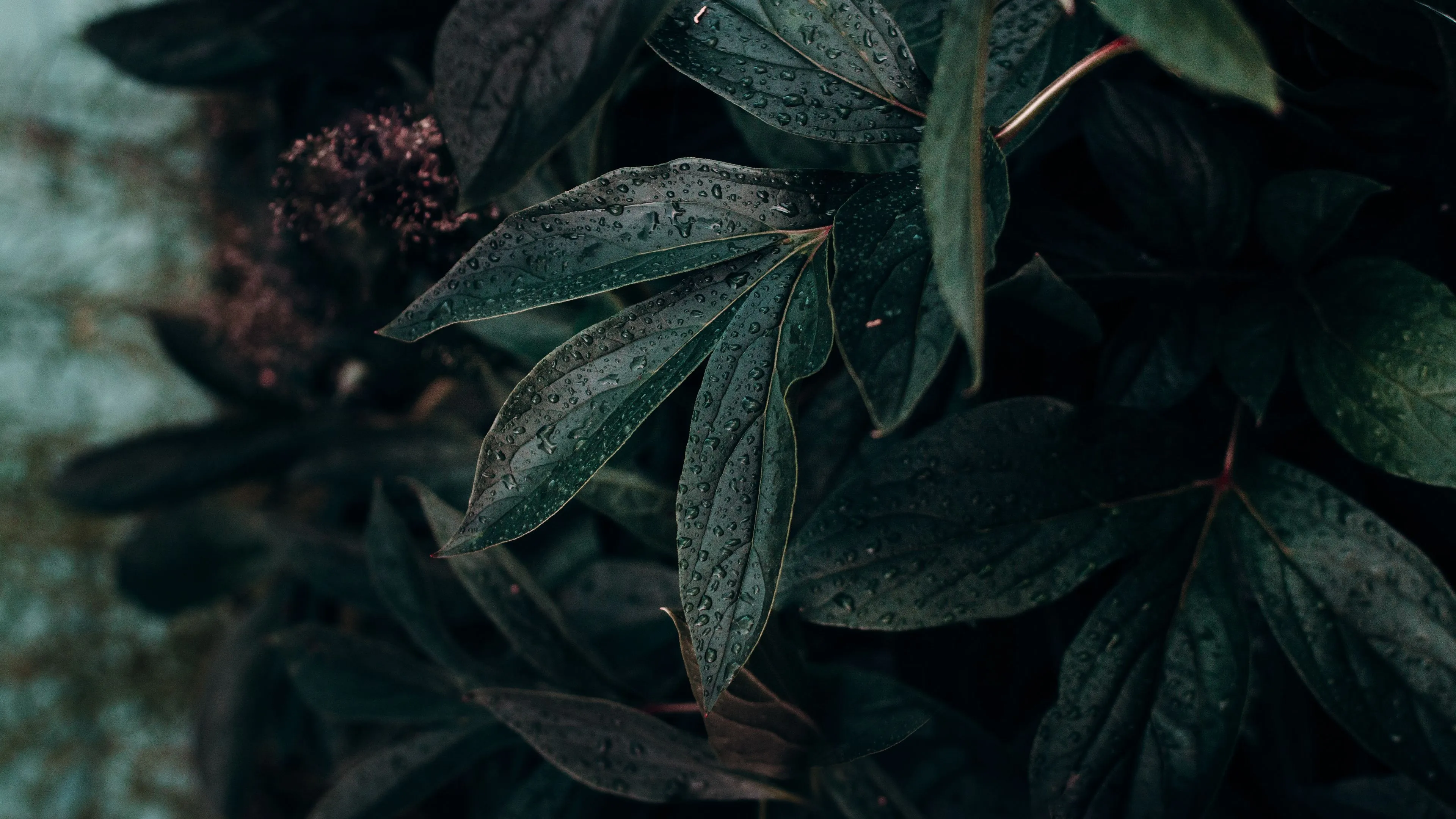 Download wallpaper 3840x2160 leaf, drops, plant, dark, wet 4k uhd 16:9 HD background