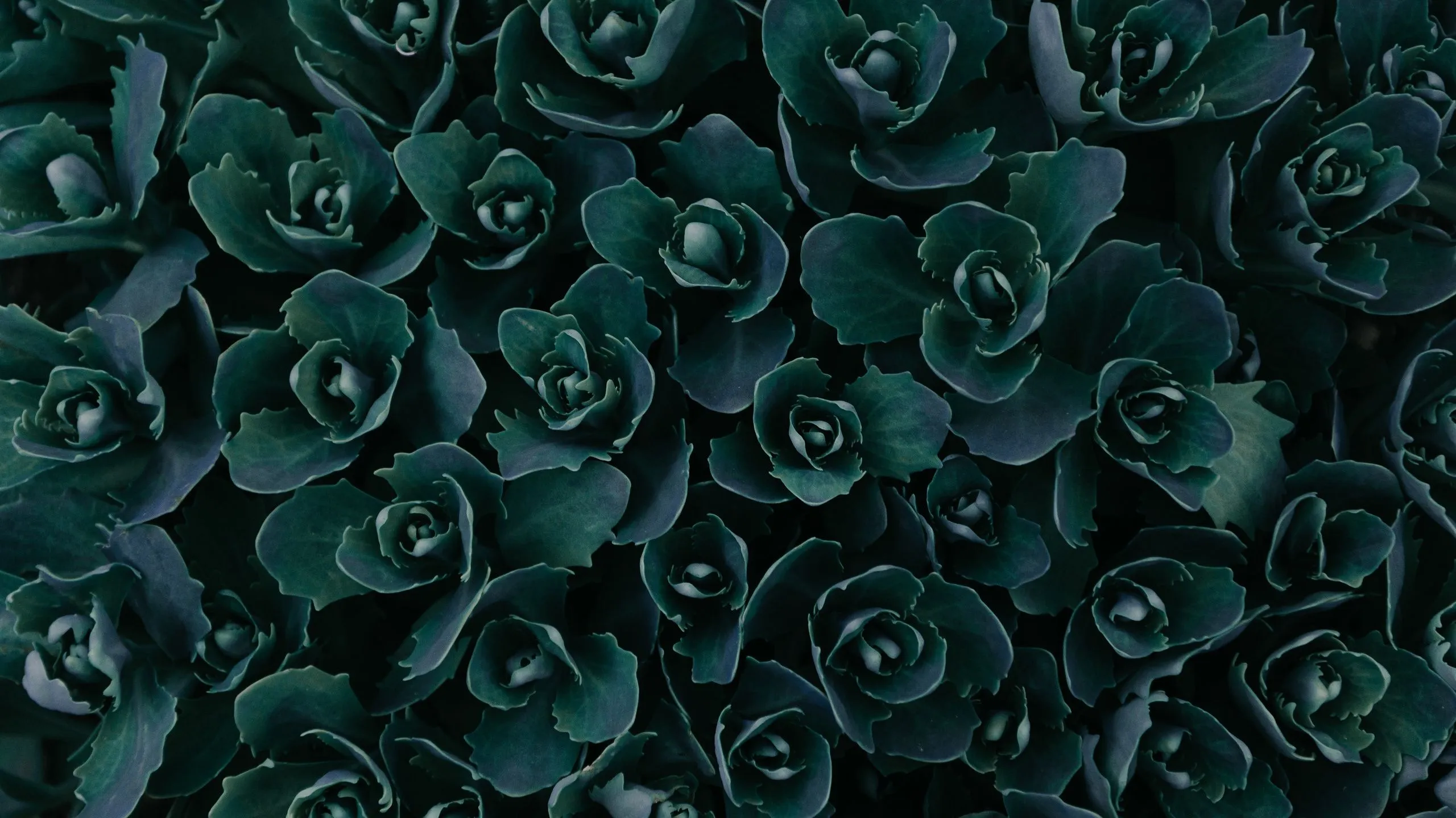 Dark Green Plants Abstract 5k 1440P Resolution , HD 4k Wallpaper Image, Background, Photos and Picture