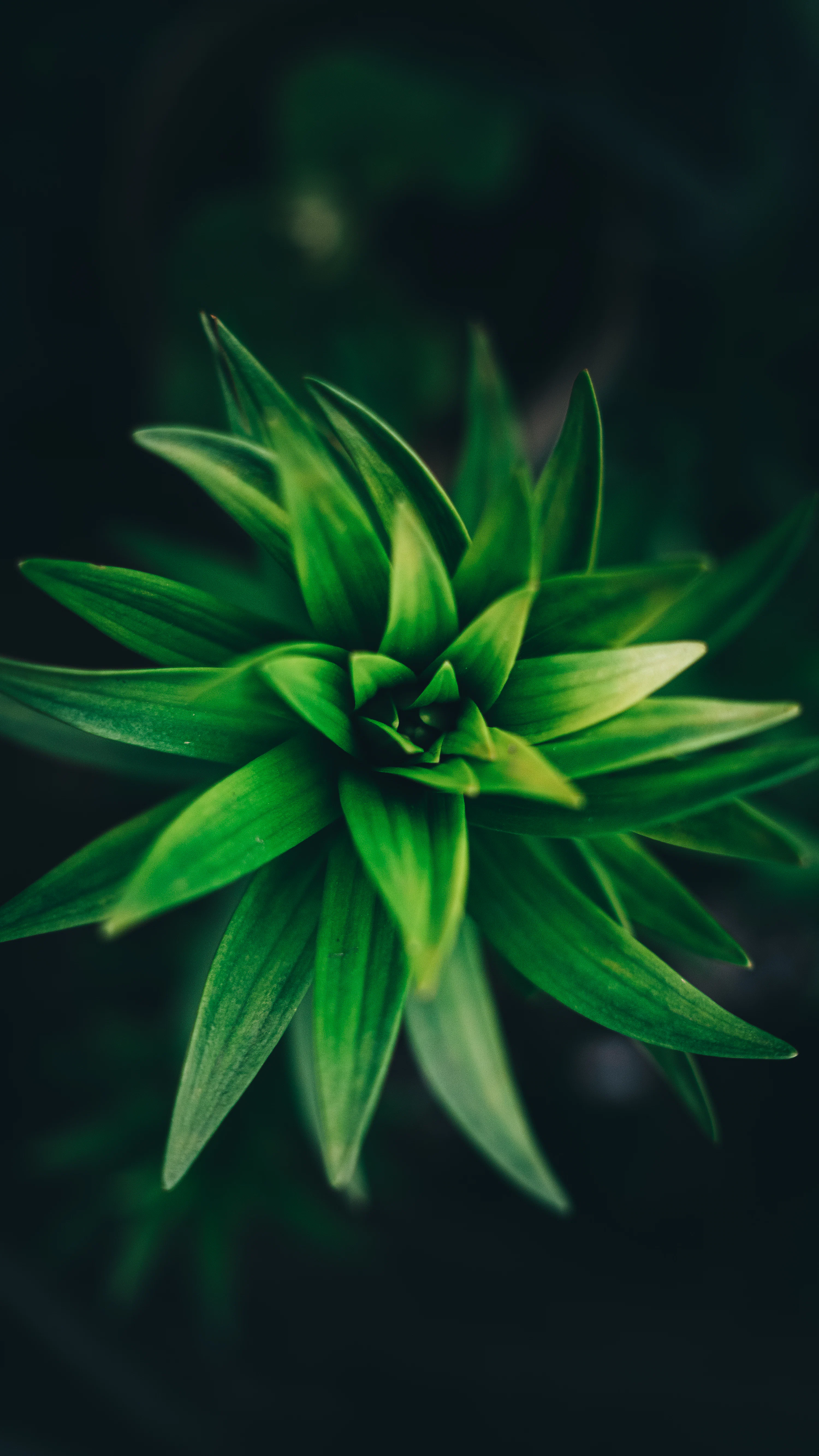 A close up of a green flower on a black background photo