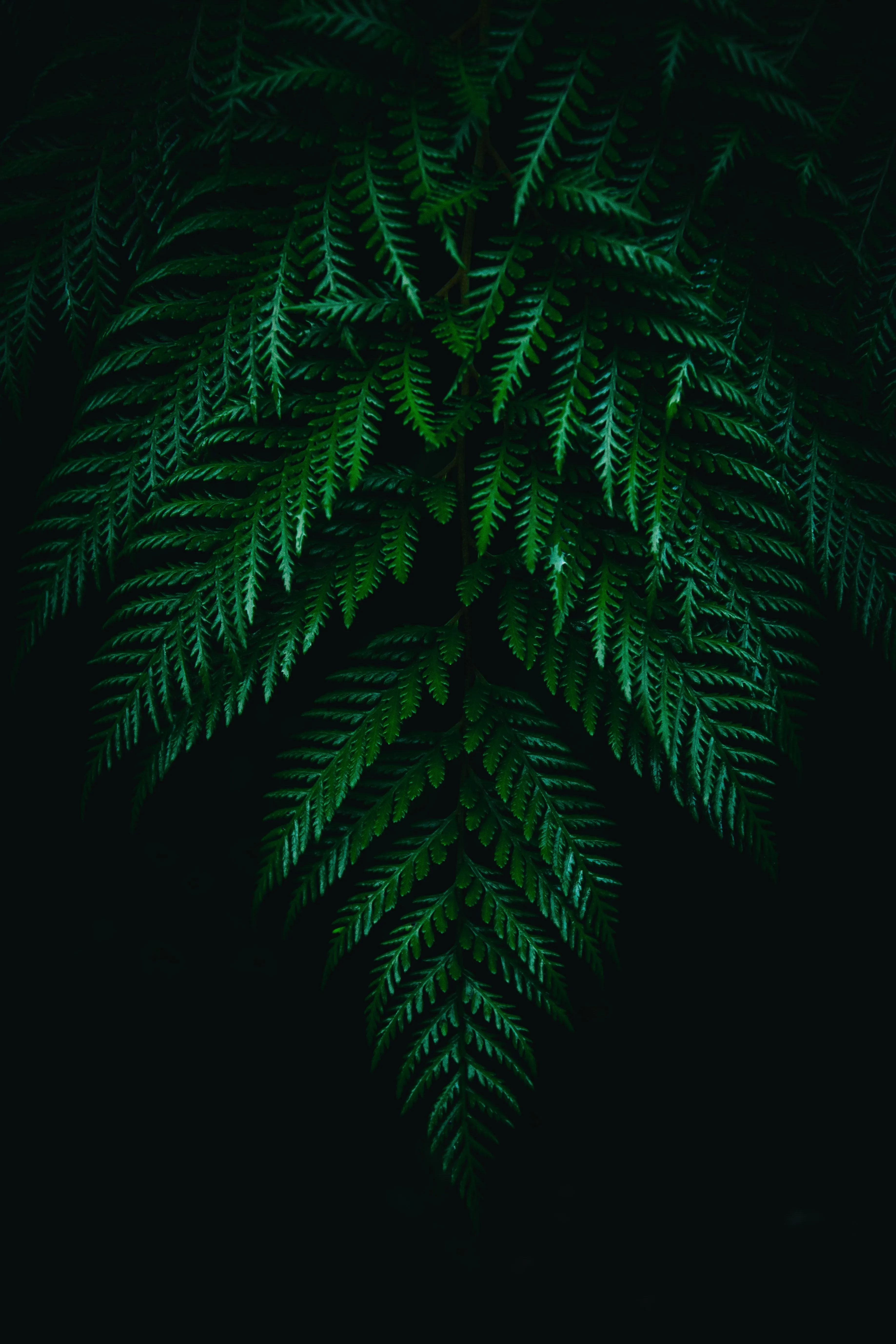 Phone wallpaper: Fern, Leaves, Dark, Plant, Macro, Branches 100052