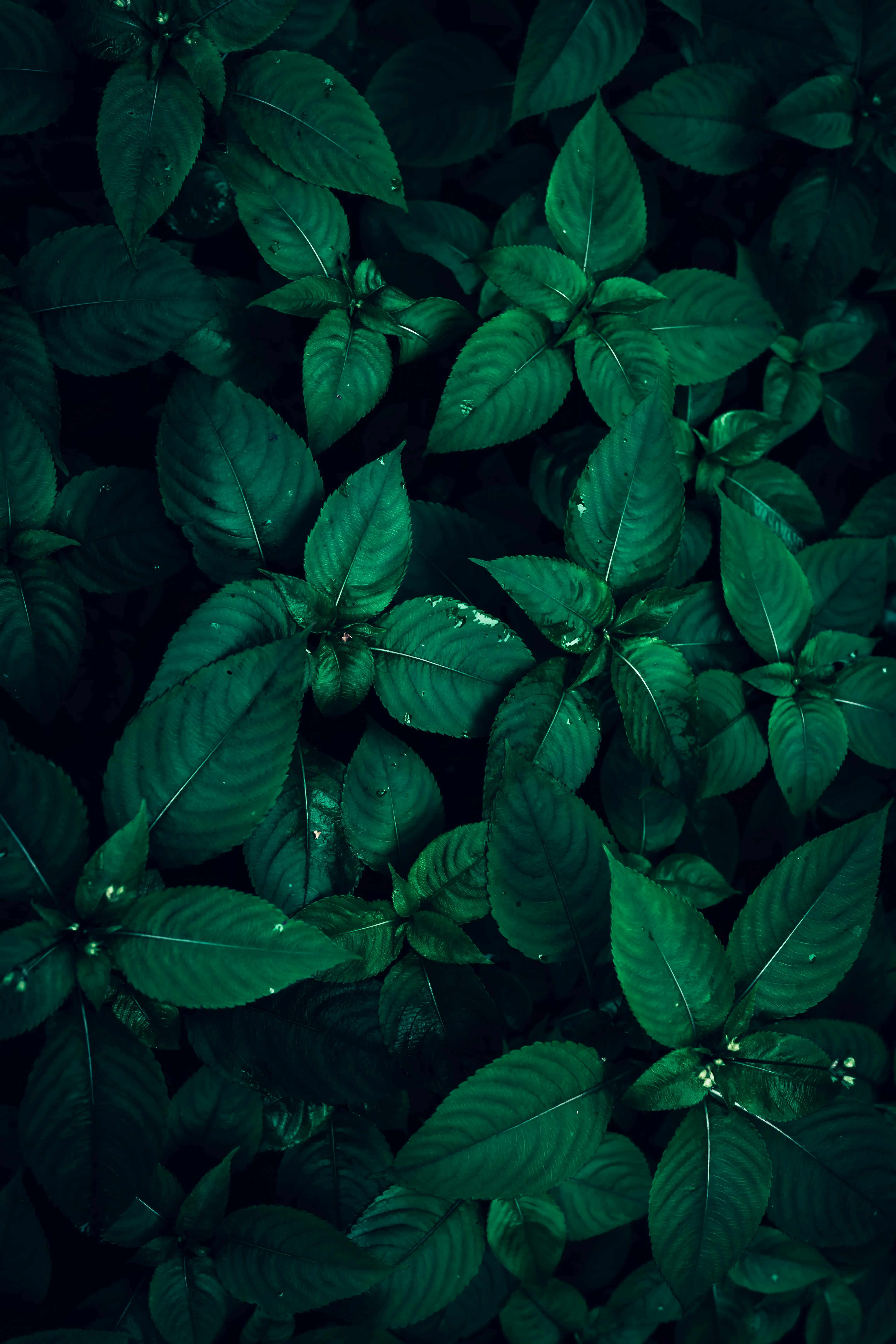 Dark Green Leaves Of Balfour's Touch Me Not Plant · Free
