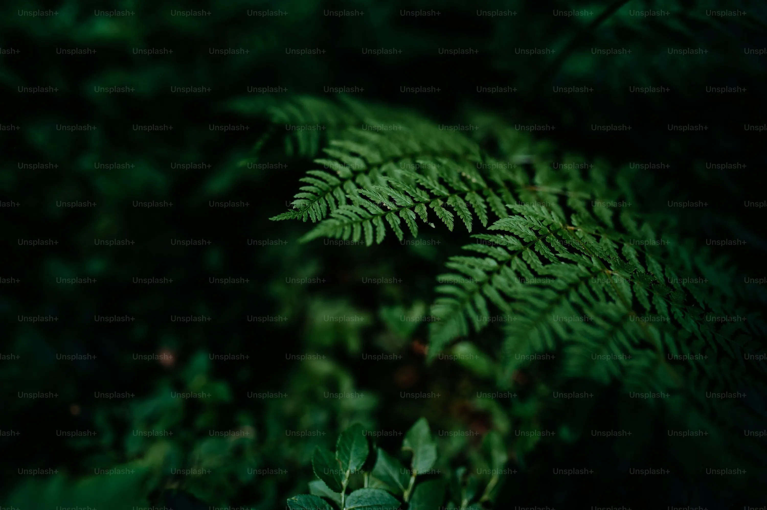 Dark Plant Wallpaper, HD Background on WallpaperBat