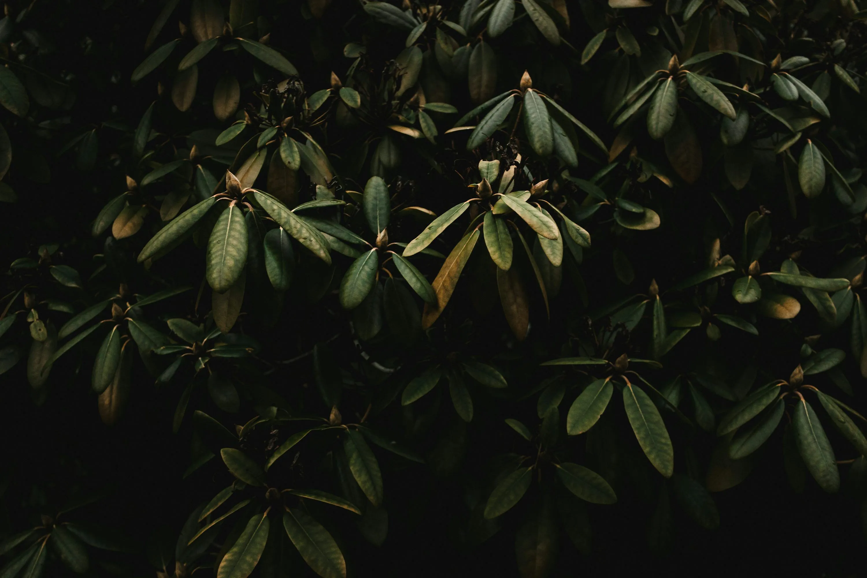 A close up of a plant photo