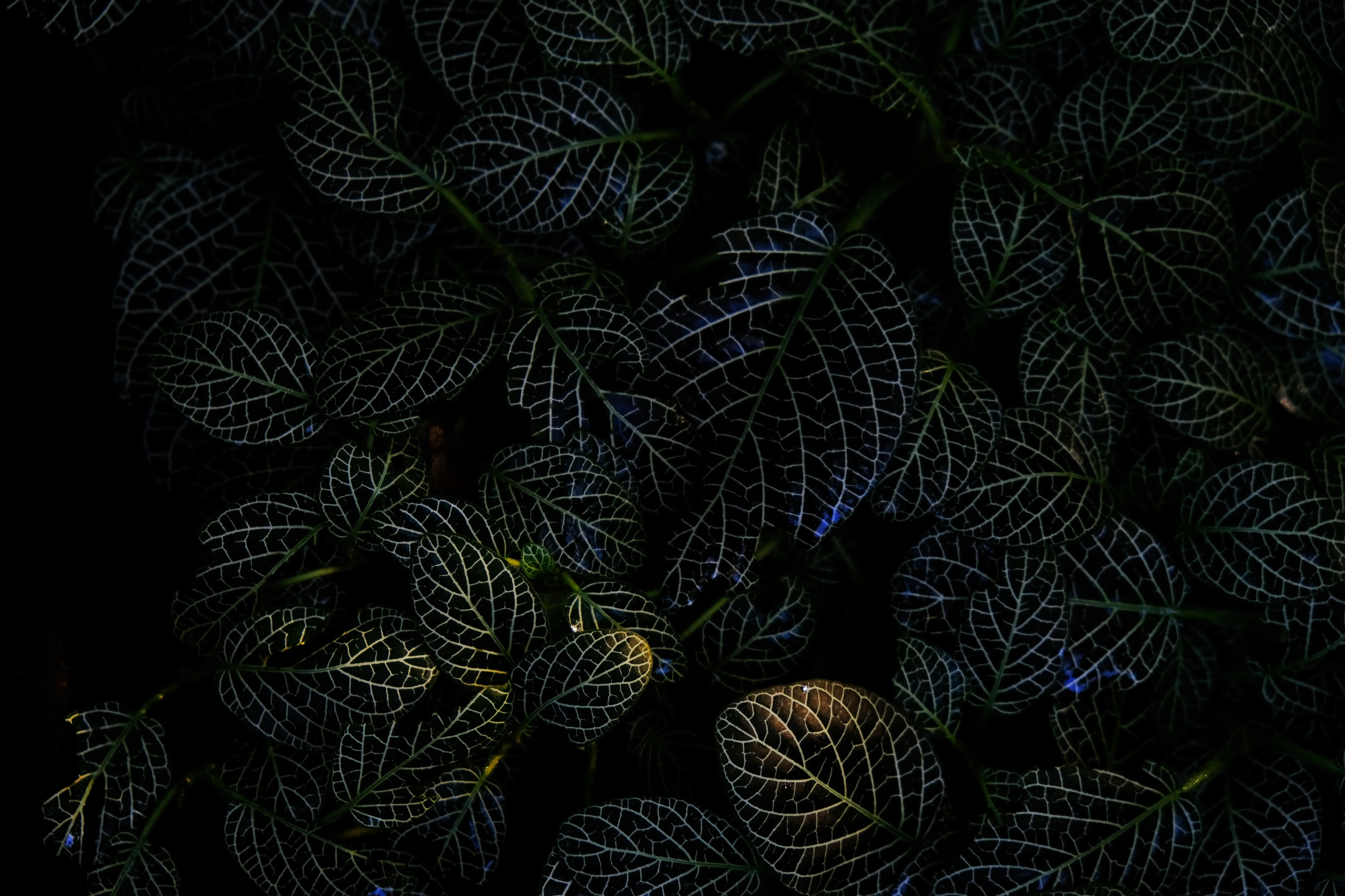 Phone wallpaper: Veins, Leaves, Plant, Macro, Dark 67626