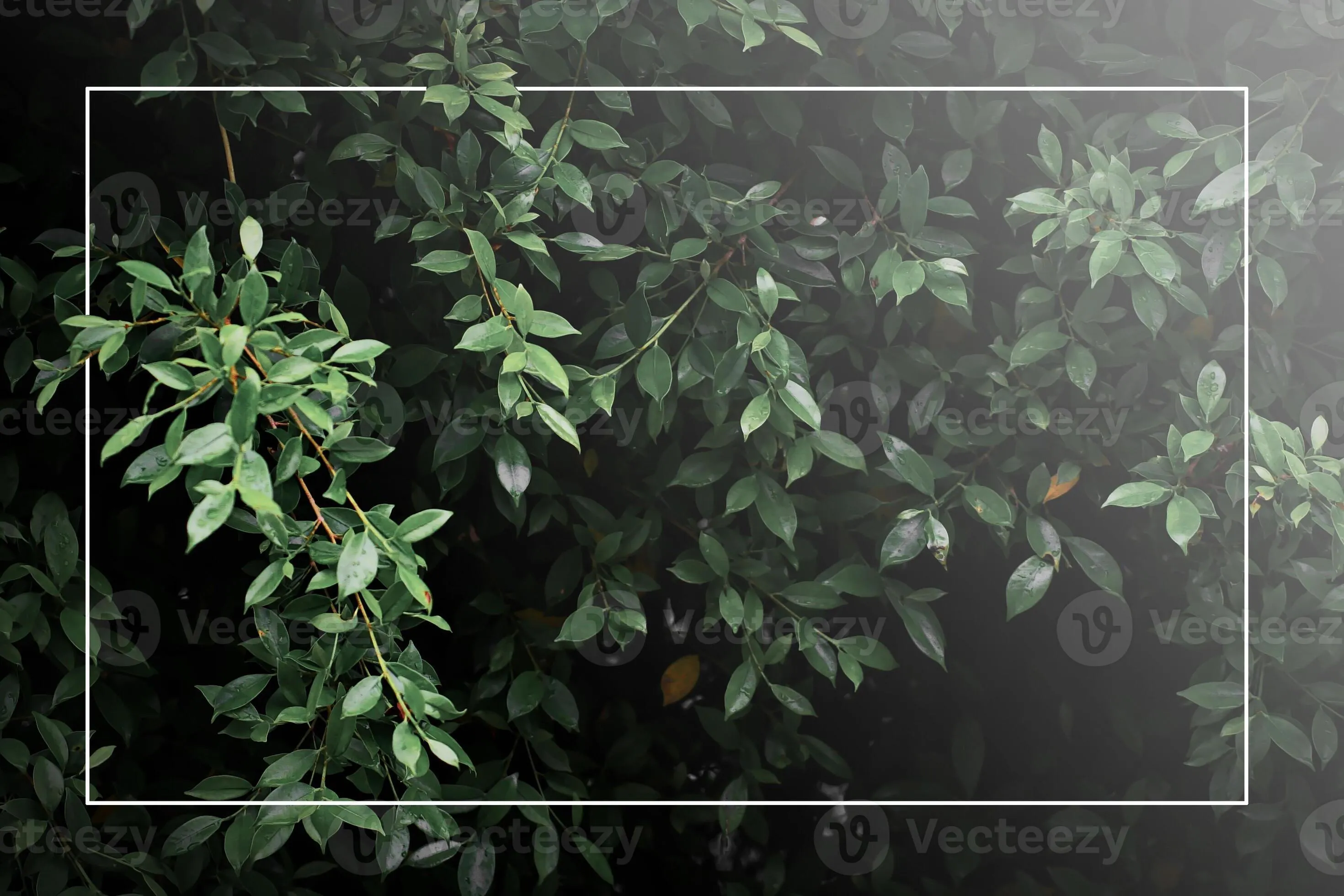 Dark green leaf backdrop, dark tone, small leaves, tropical leaves, dark green leaf wallpaper, leaf background with white photo frame