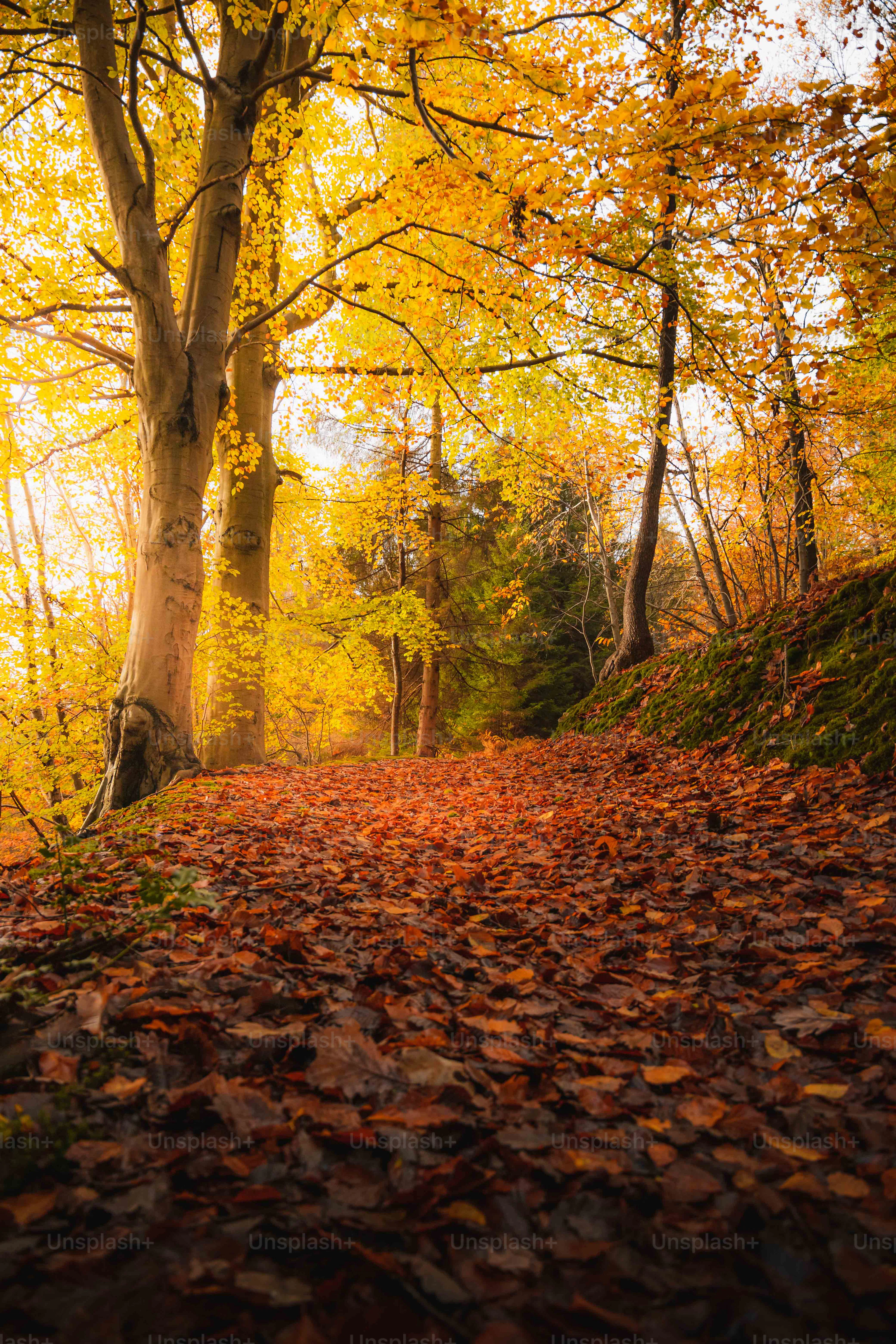Nature Wallpaper: Free HD Download [4K]