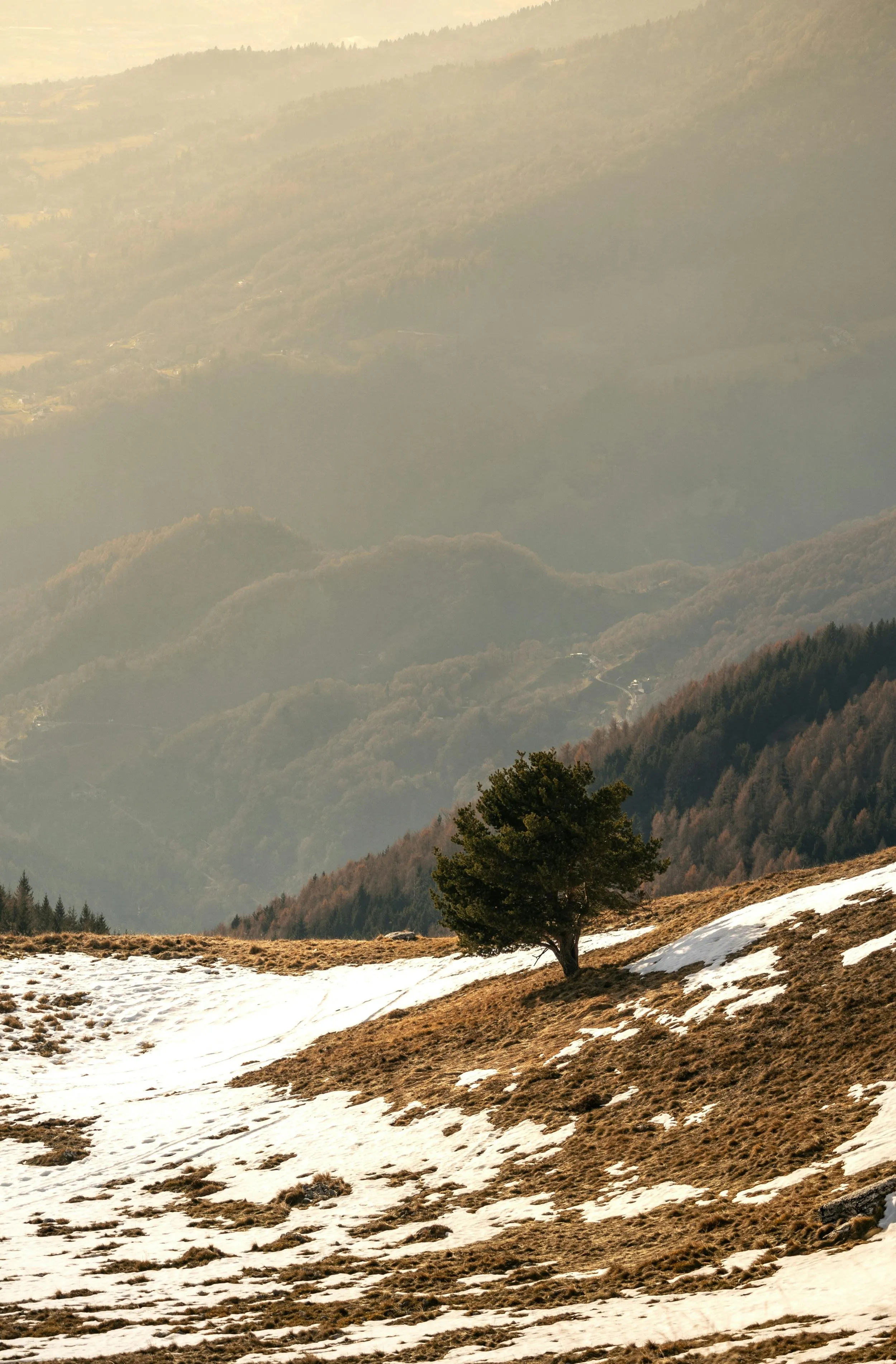 Simple Landscape