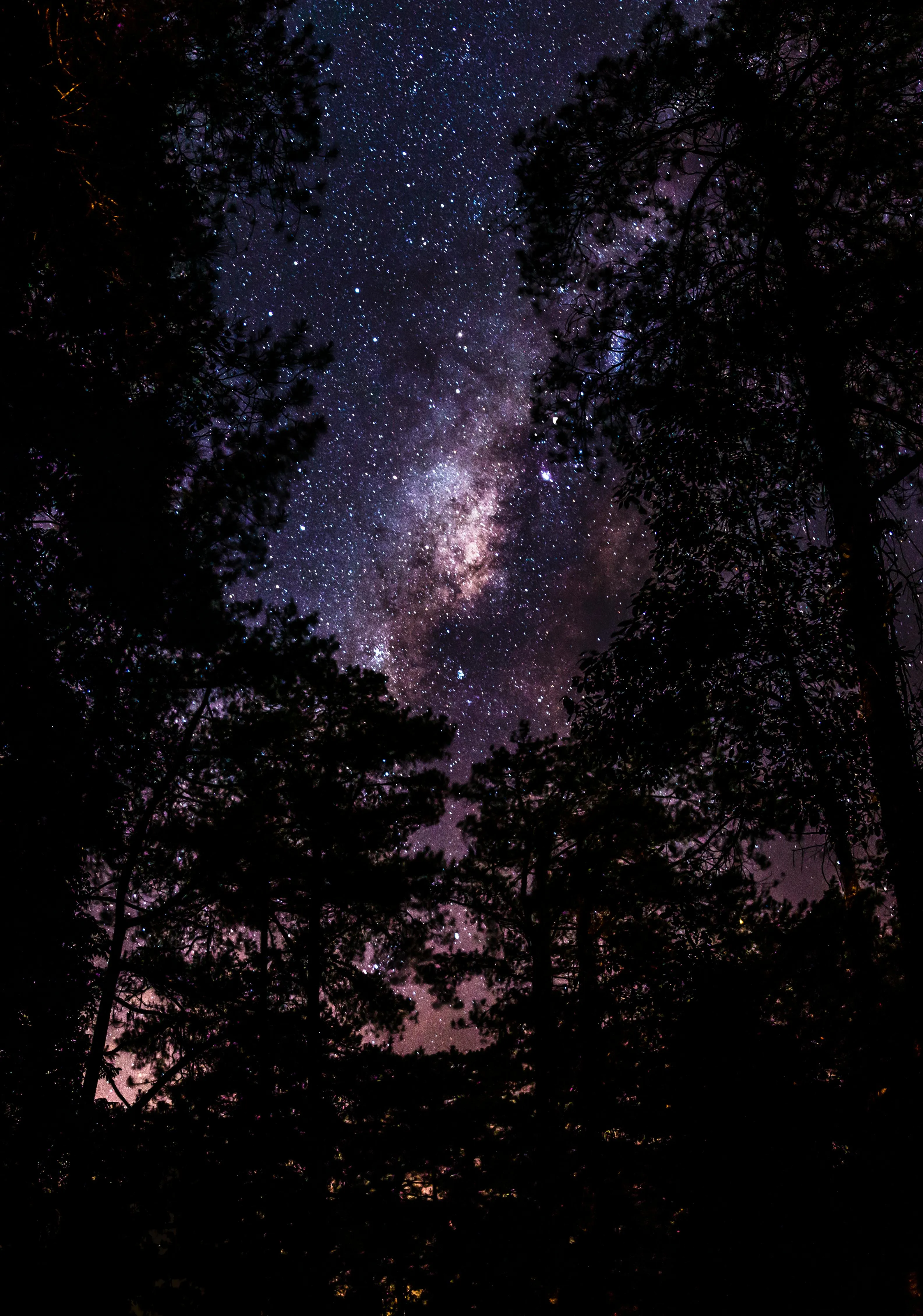 Night Forest Photo, Download The BEST Free Night Forest & HD Image