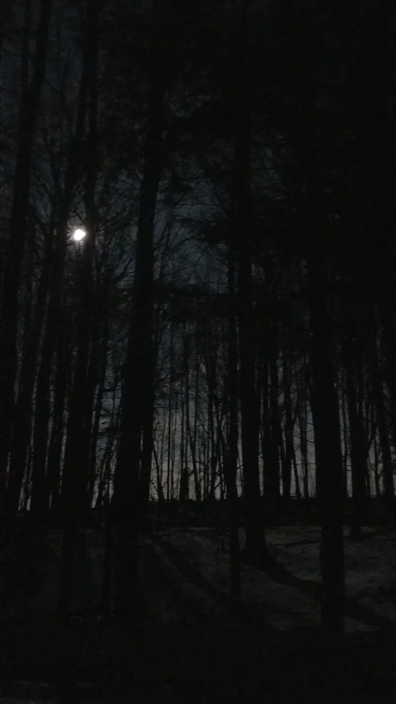 Night forest, moon, winter, HD phone wallpaper