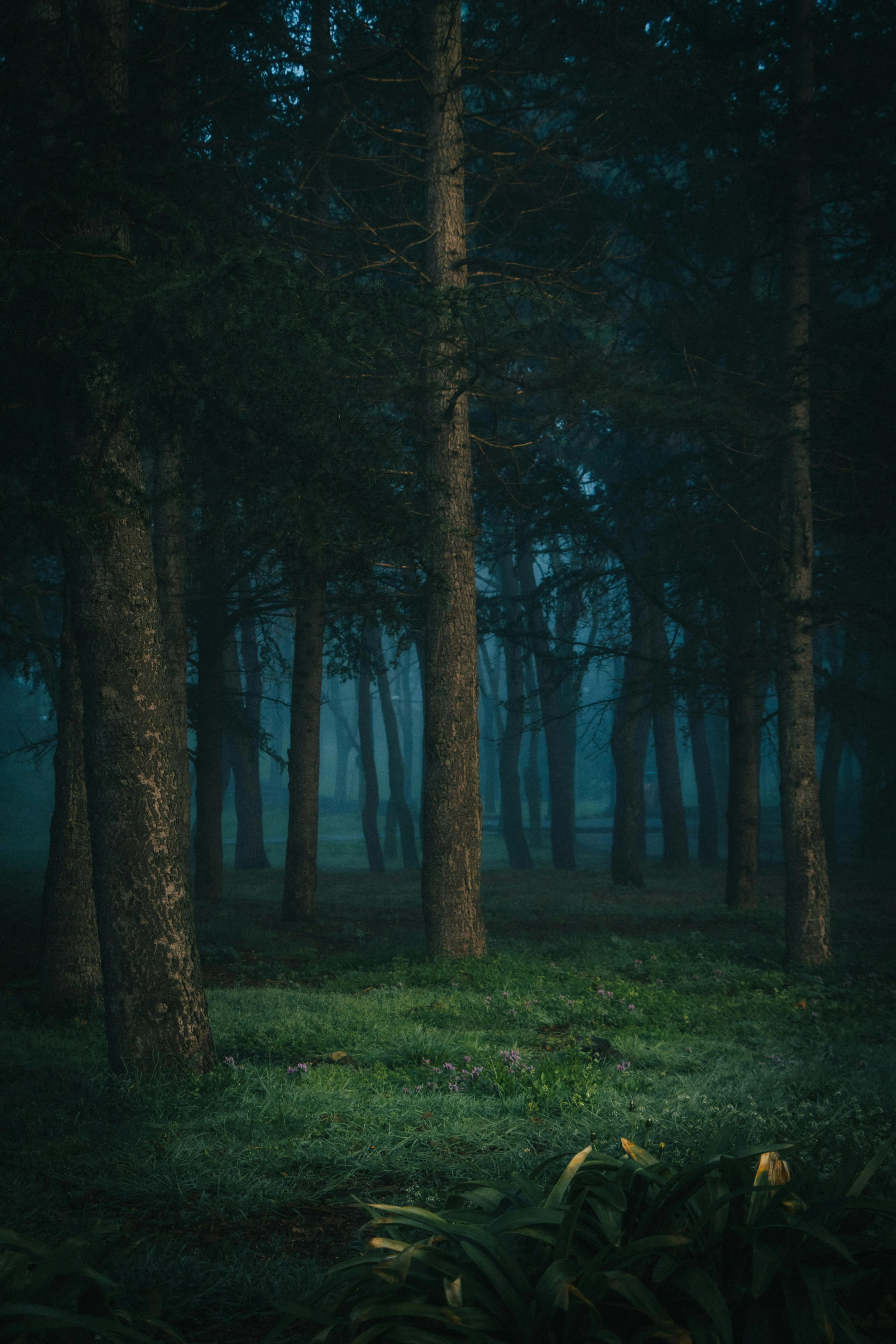 Scary View of Forest at Night · Free