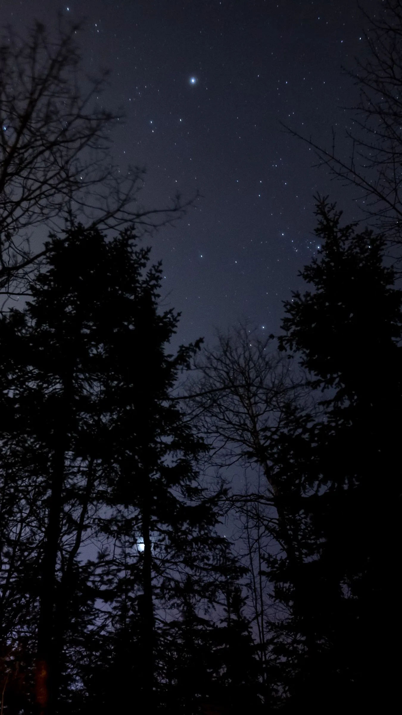 Download wallpaper 1350x2400 night, forest, starry sky iphone 8+/7+/6s+/for parallax HD background