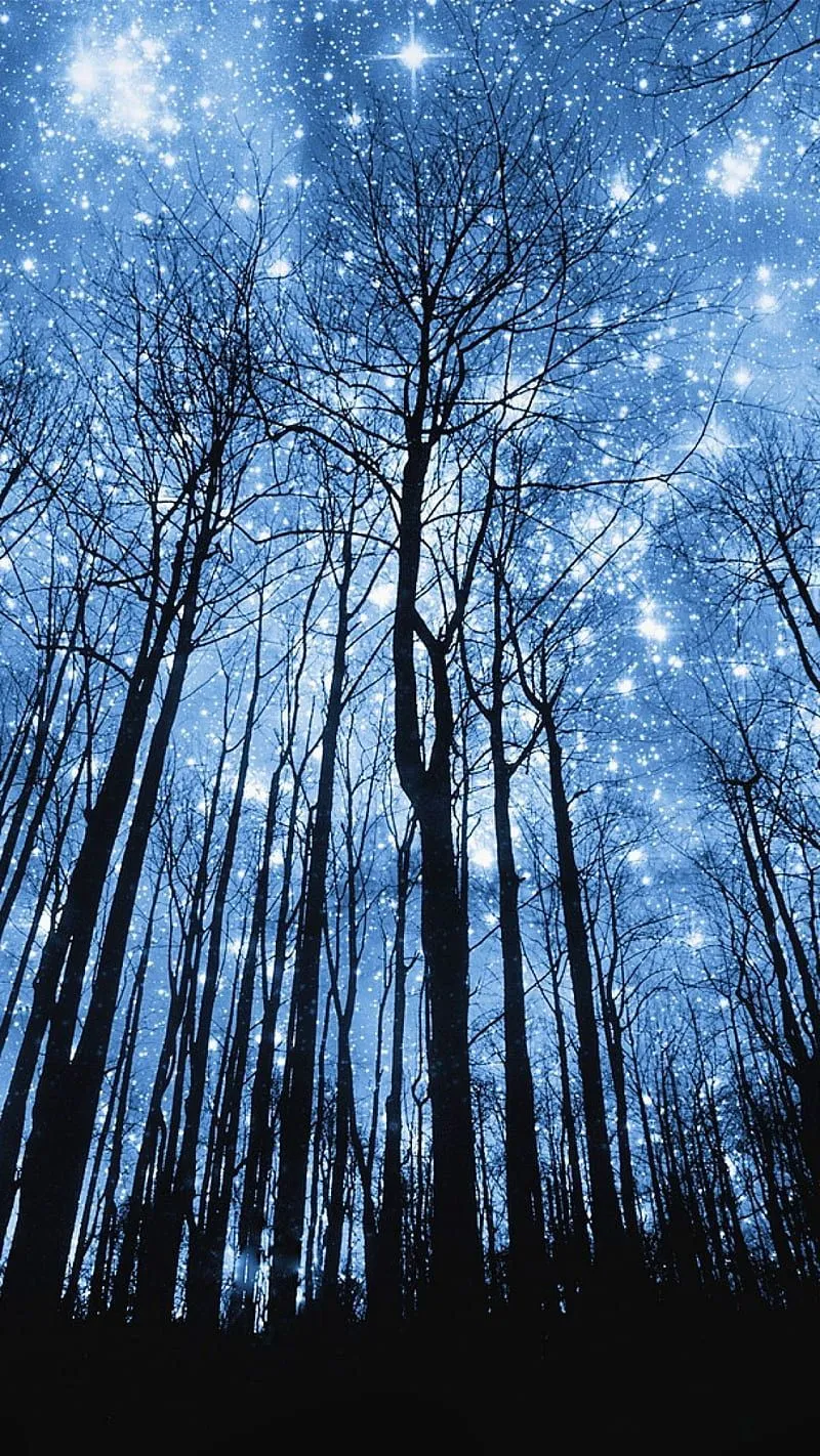 Night Forest Android, Beautiful Night Forest, HD phone wallpaper