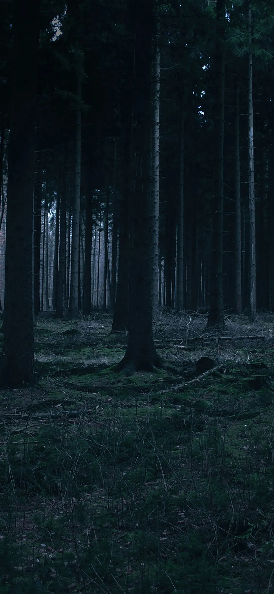 forest dark night trees nature