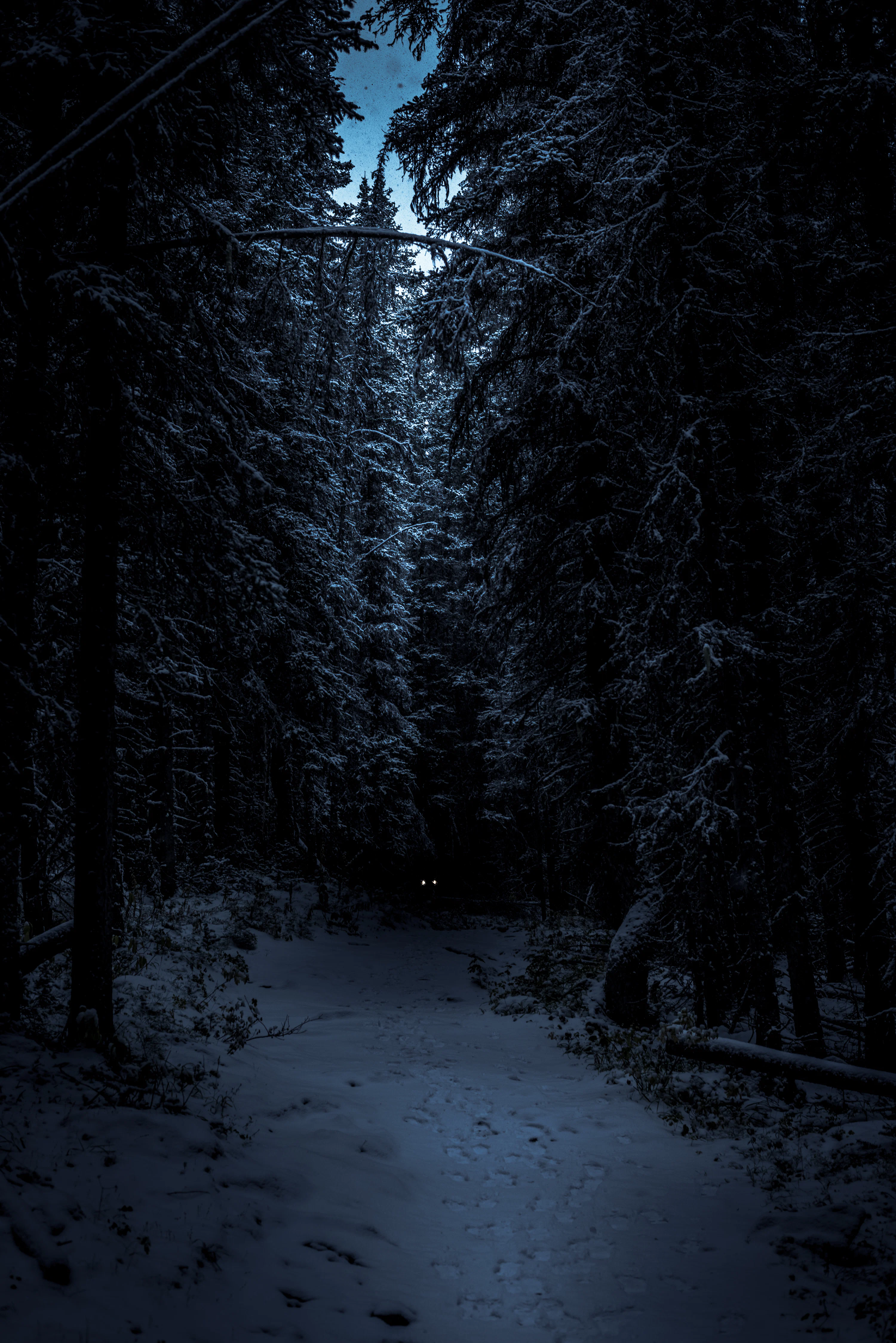 Night Forest Picture. Download Free Image
