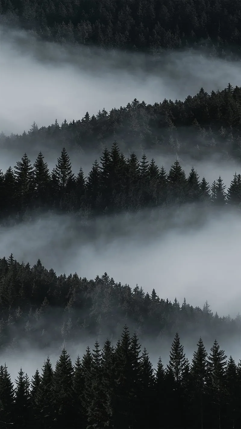Dark forest, fog, horror, moody, nature, night, smoke, trees, HD phone wallpaper