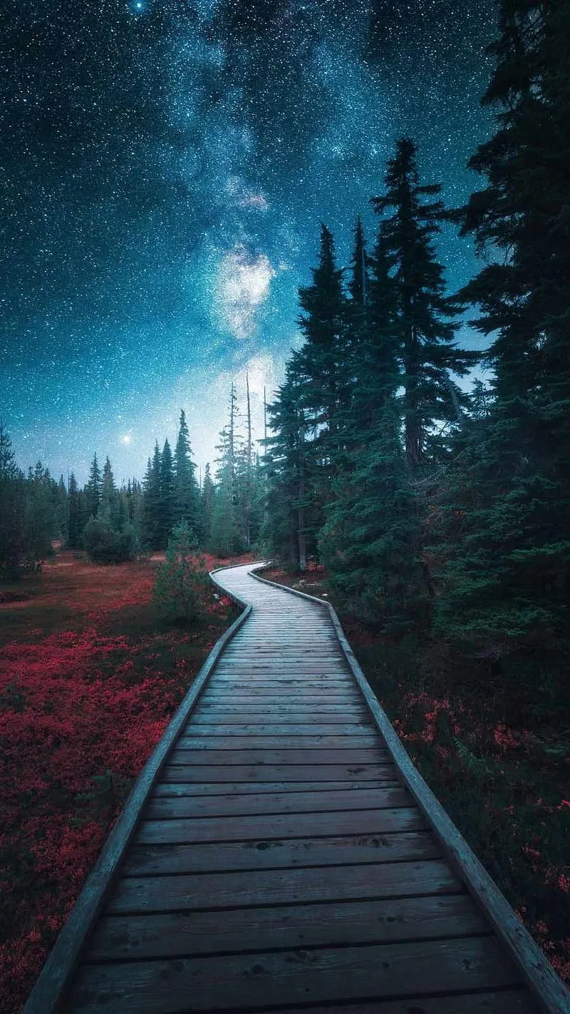 Wood Path To Forest iPhone For Phone Mobile Phone & Background, Beautiful Night Forest, HD phone wallpaper