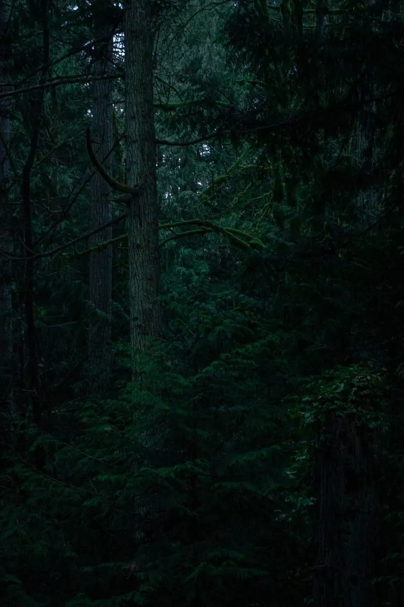 Forests, Night Green Forest, HD phone wallpaper