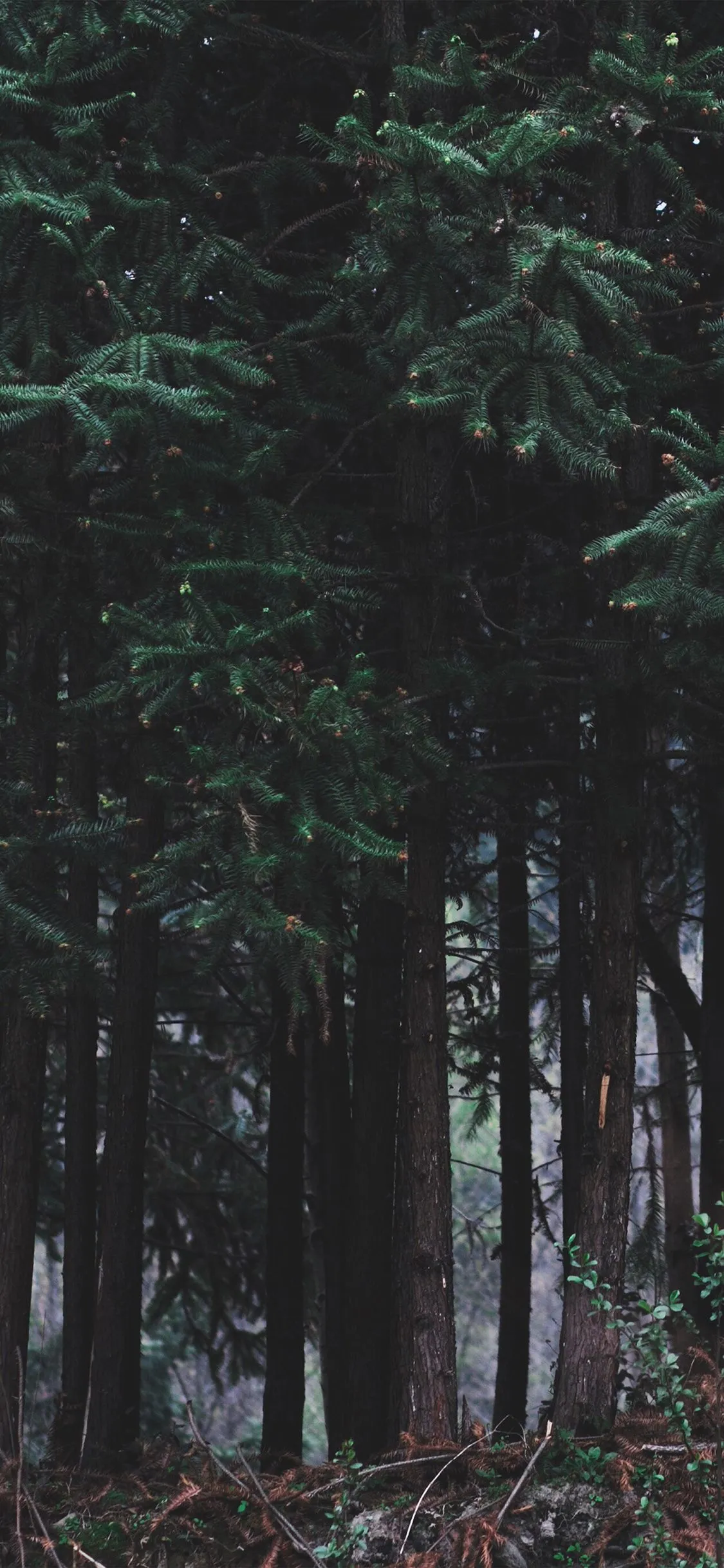 iPhone X wallpaper. wood forest dark night tree nature