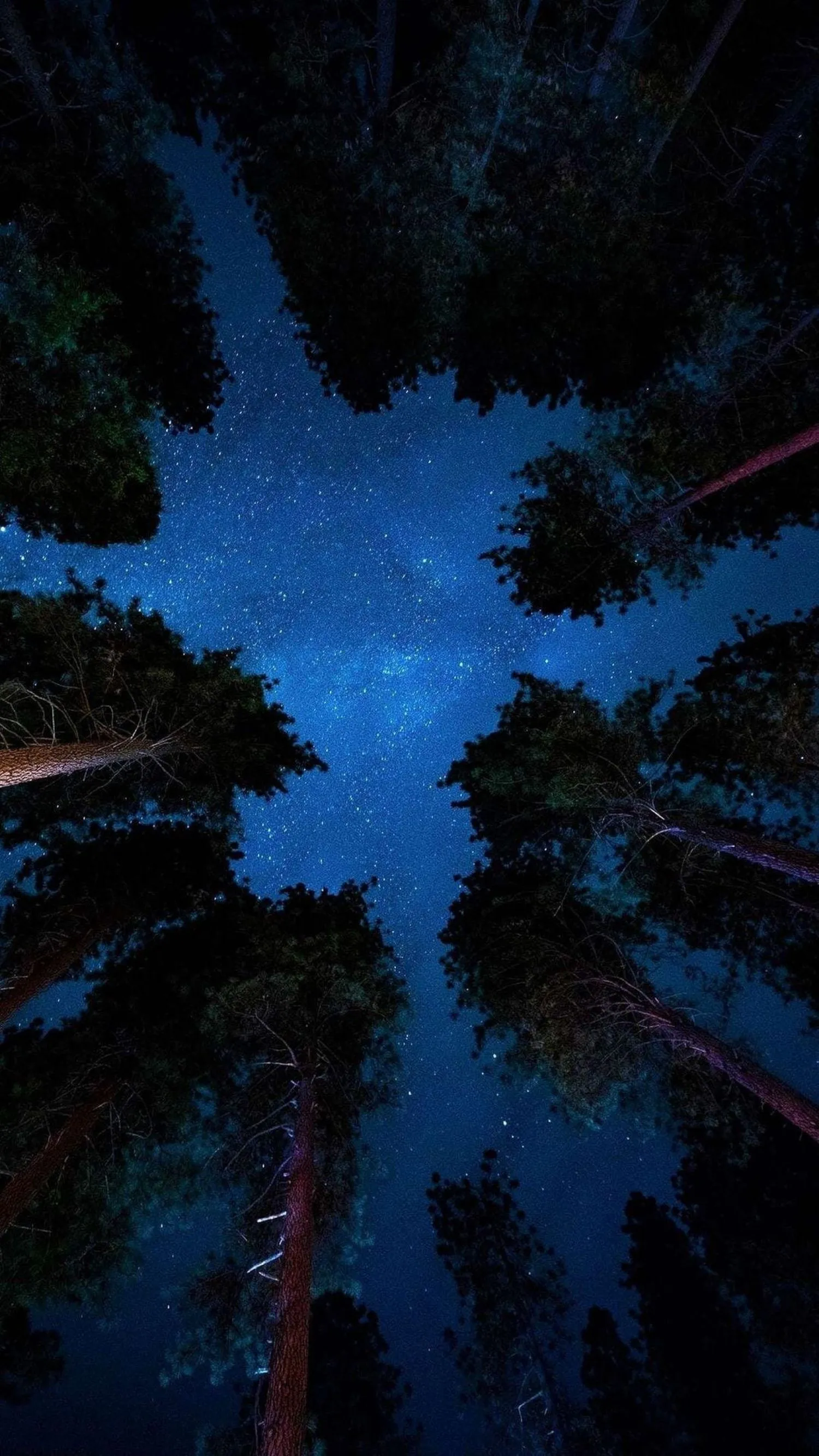 Forest From Below Pine Trees Forest Trees Stars
