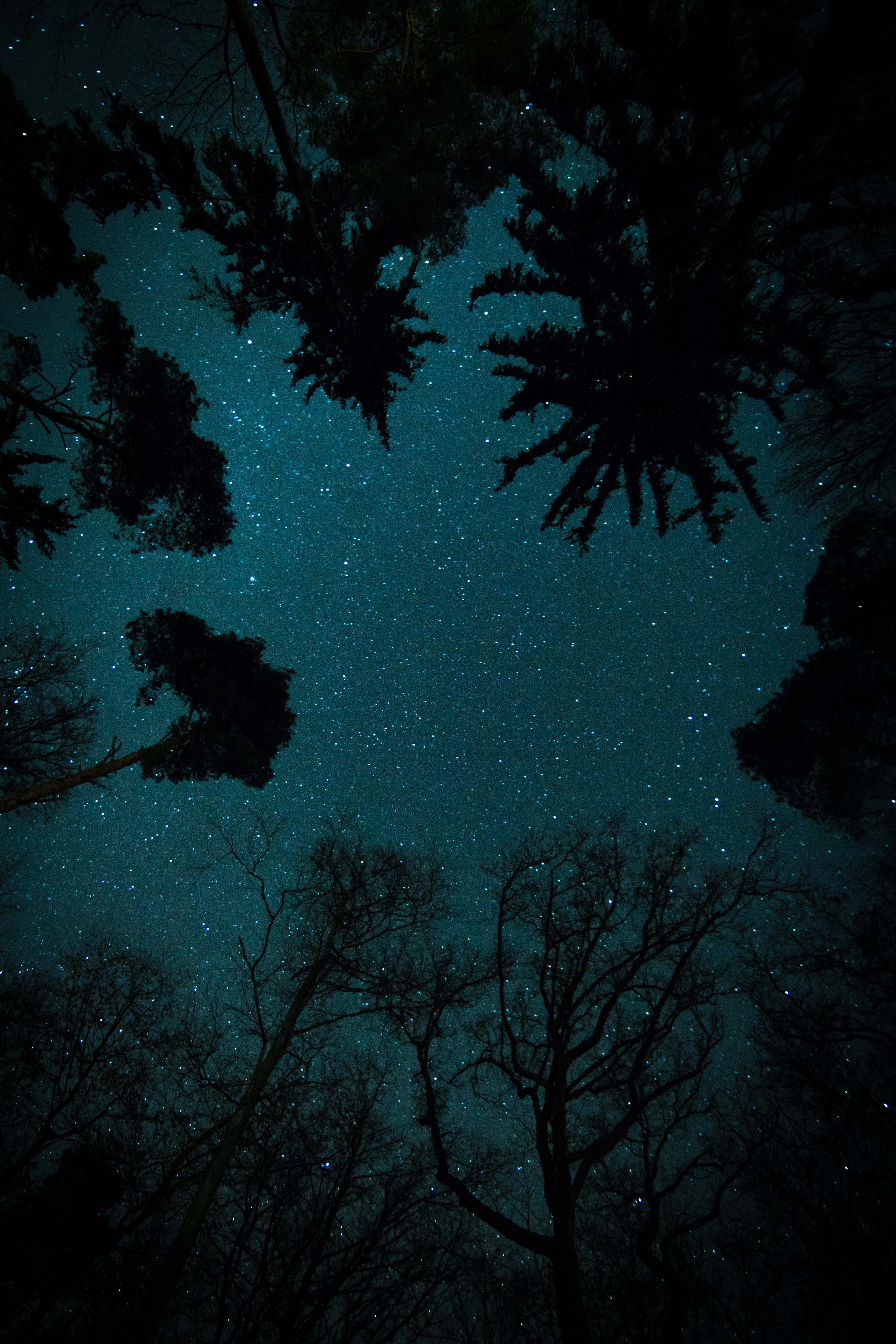 Trees under starry sky photo